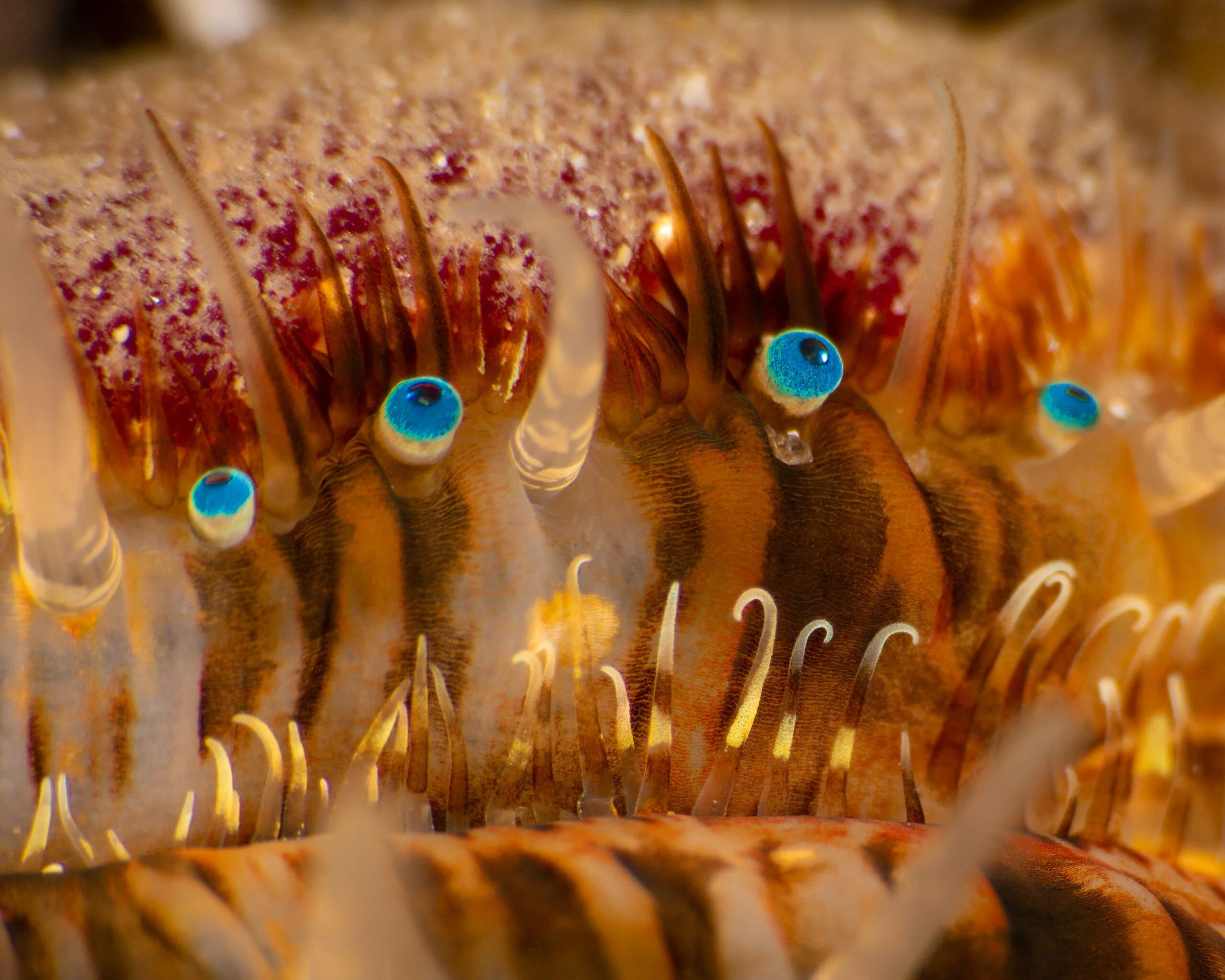 Close-up of a scallop, showing striking blue eyes.