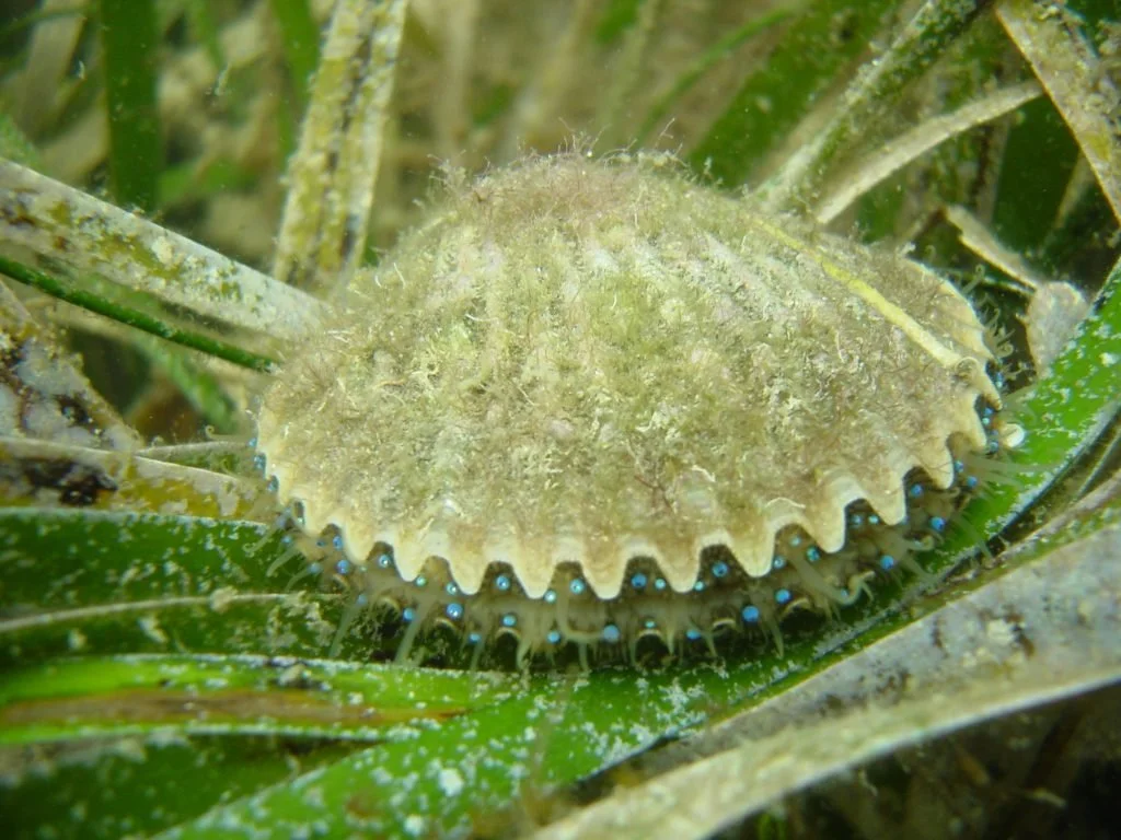 A camouflaged scallop, blending into green aquatic plants underwater.