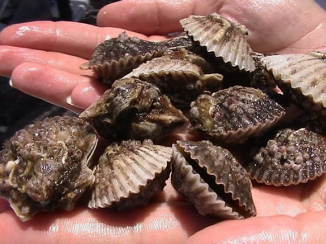 A hand holding several freshly caught scallops with shells still attached.