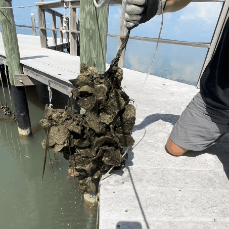 vertical oyster garden VOG pulled out of water