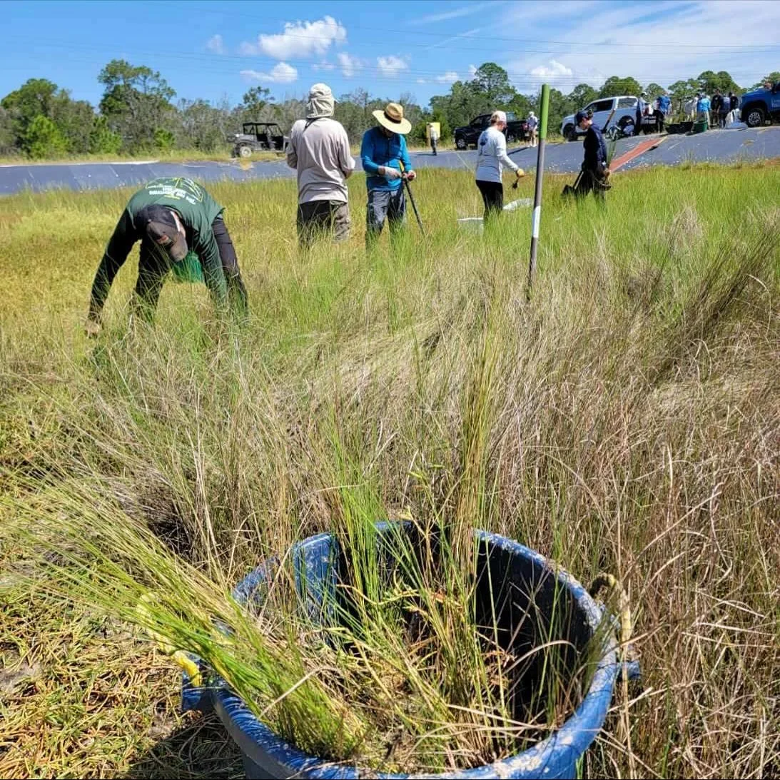 Eighteen volunteers on Thursday, September 18, got their hands dirty and joined Tampa Bay Watch staff to harvest more than 2,850 plant plugs from the donor marshes at the Crystal River Mariculture Center! The Center, owned by Duke Energy, is a multis