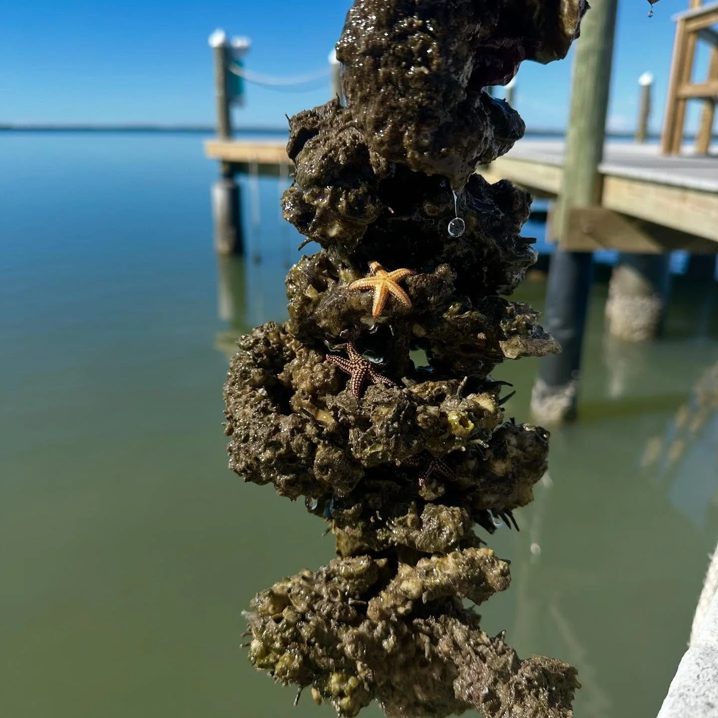 What&rsquo;s on that VOG? 👀

Can you spot how many sea stars are hanging out on this VOG hanging off the dock at our Tierra Verde headquarters? 🔵 Share your guess in the comments! 

Vertical Oyster Gardens (VOGs) are made of recycled oyster shells 
