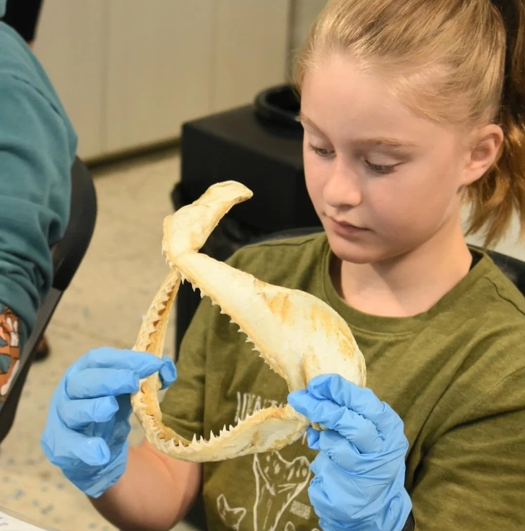 Calling all homeschoolers! 📚

Tampa Bay Watch is excited to launch a brand-new marine biology unit created especially for local homeschoolers. Join us at the start of each month for hands-on, student-only sessions that bring science to life! Designe