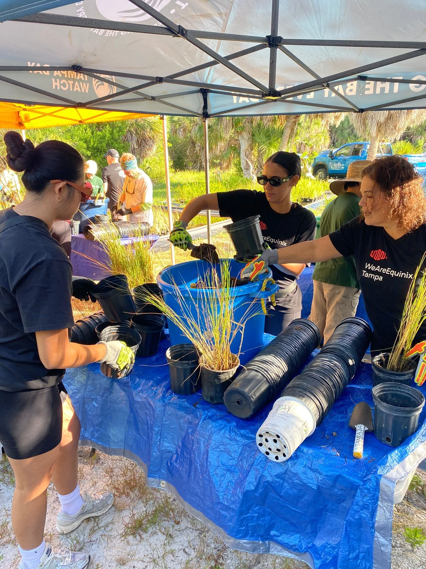 Planting for good! 🌱

Sixteen volunteers joined Tampa Bay Watch and Ft. De Soto Park staff to help plant the park's newly constructed community wetland nursery.

In the spring of 2024, a freshwater nursery was built at the park, and now a brackish n