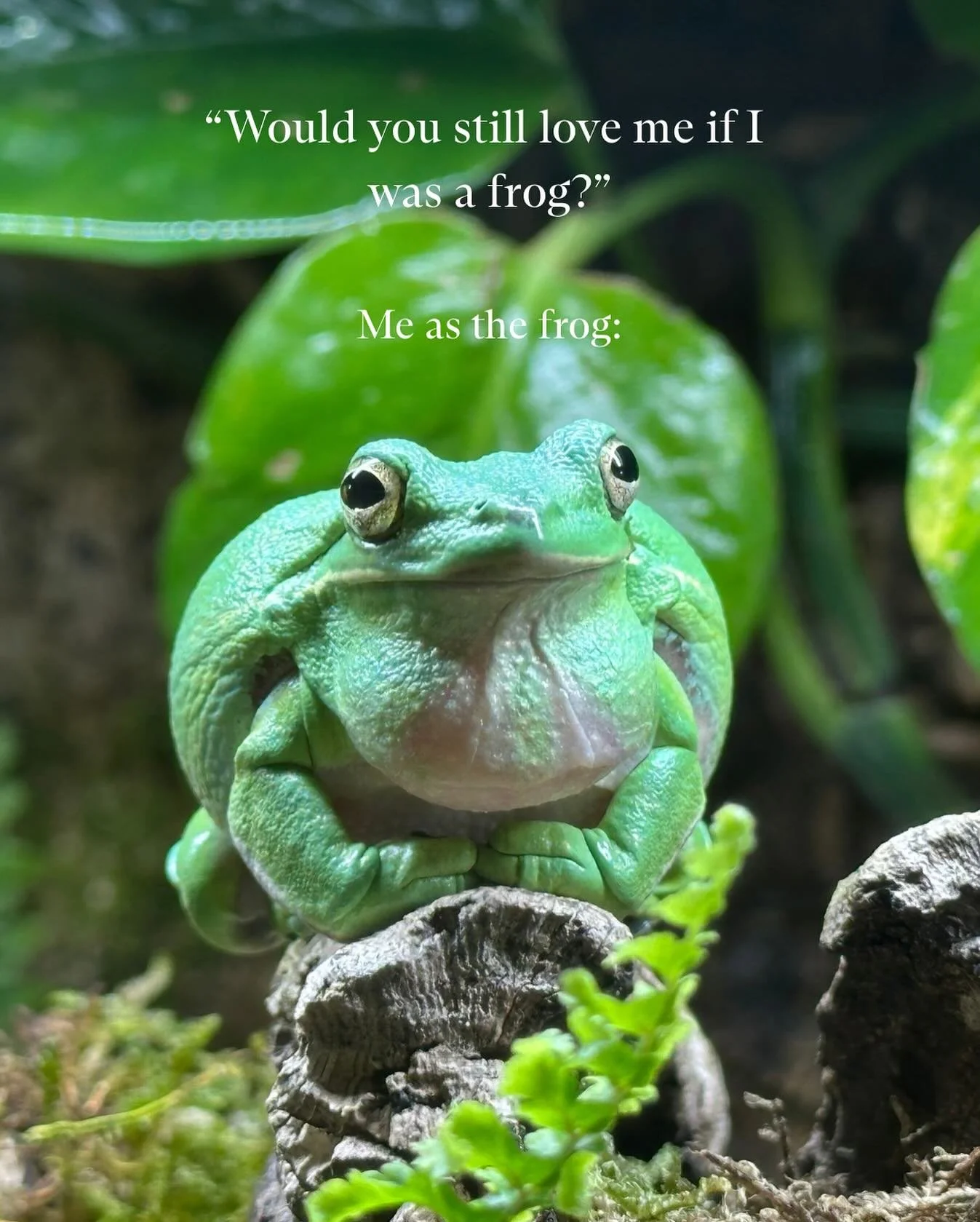 &ldquo;No, but really, would you?&rdquo; Send this to that special someone. 🤭

Have you visited our amphibious friends at our @tbwdiscoverycenter yet? Visit the link in our bio to plan your visit today! 

Tampa Bay, St. Pete, Family Fun, Things to d