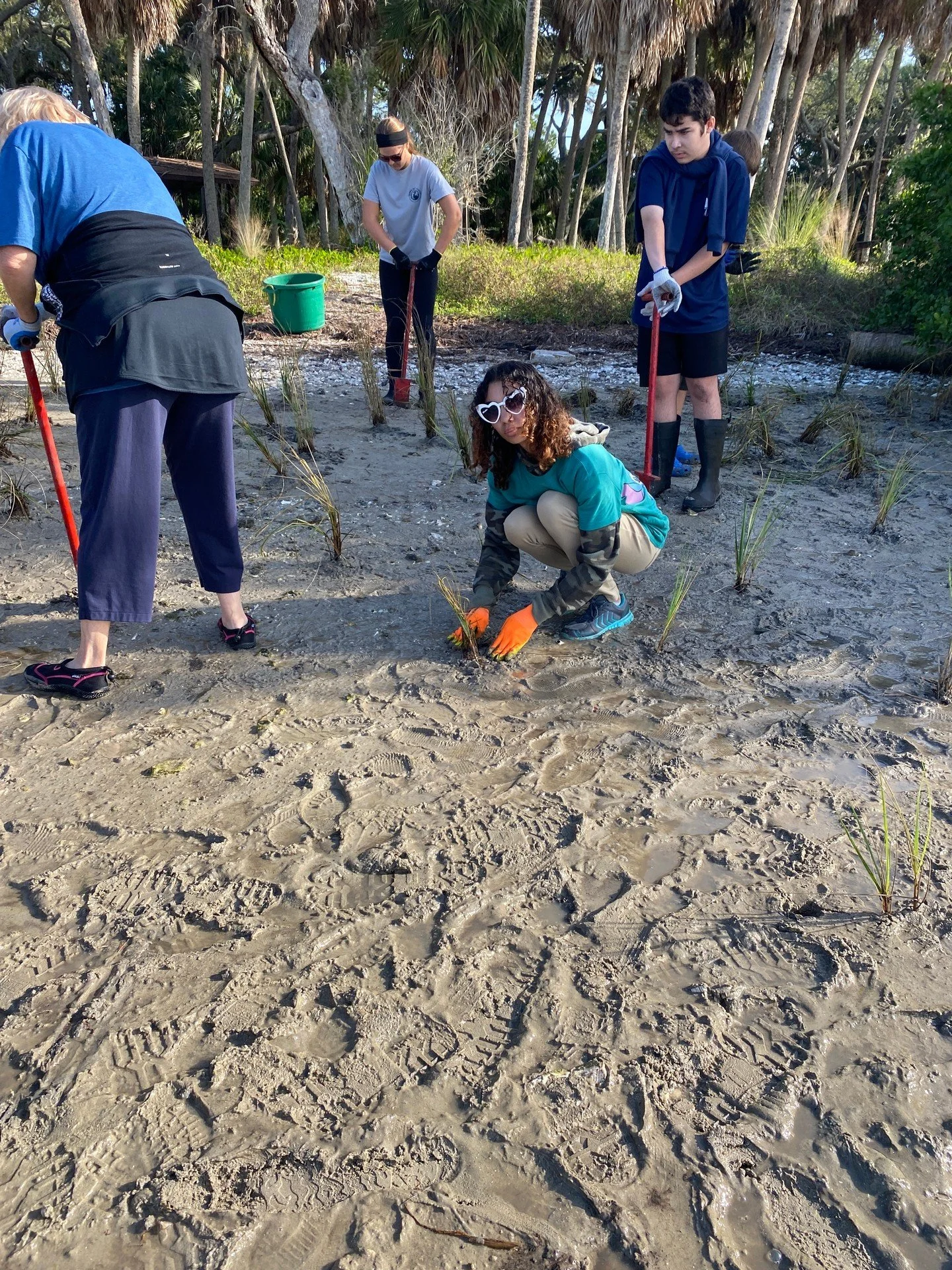 🌱 Last week students from Autism Inspired Academy successfully transplanted approximately 500 Spartina alterniflora (smooth cordgrass) plugs, grown in their on-campus wetland nursery, into our living shoreline project at Maximo Park. 

This collabor