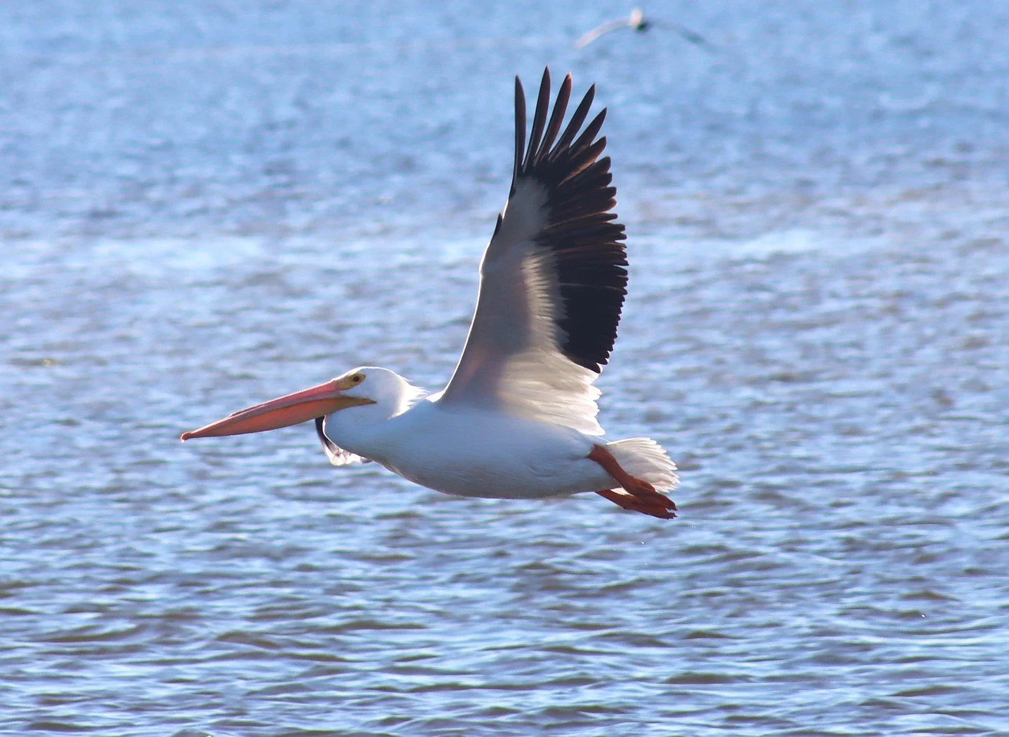 🪶Join us for Walking With Wildlife: Christmas Bird Count edition this Saturday, Dec. 20! Enjoy a scenic stroll along Tampa Bay while spotting seabirds, both local and migratory, while collecting important population data. 

Help us spot and identify