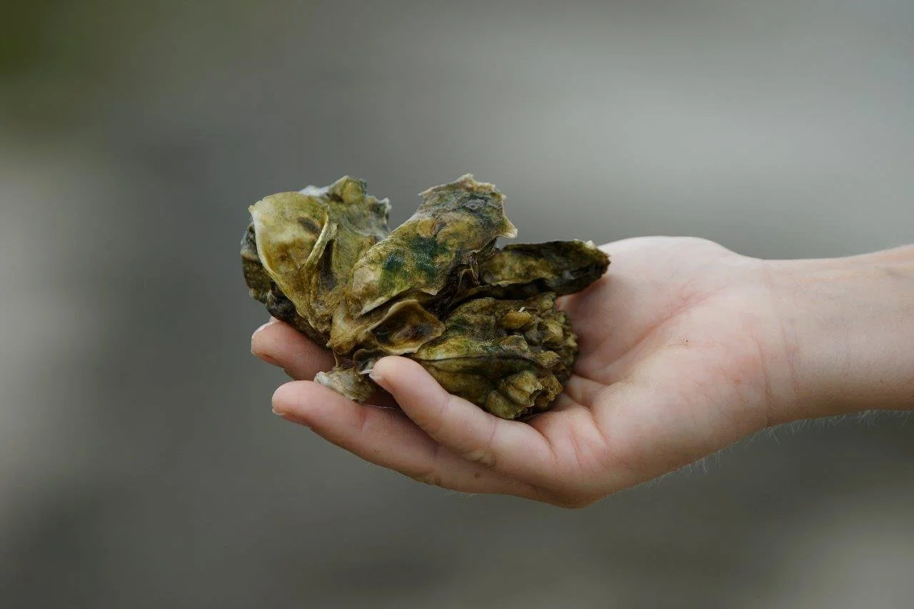 Since 1993, Tampa Bay Watch has worked to protect one of our most important resources, the bay. 

Through community-driven restoration projects, educational programs and community outreach, we've shared our mission with hundreds of thousands of commu