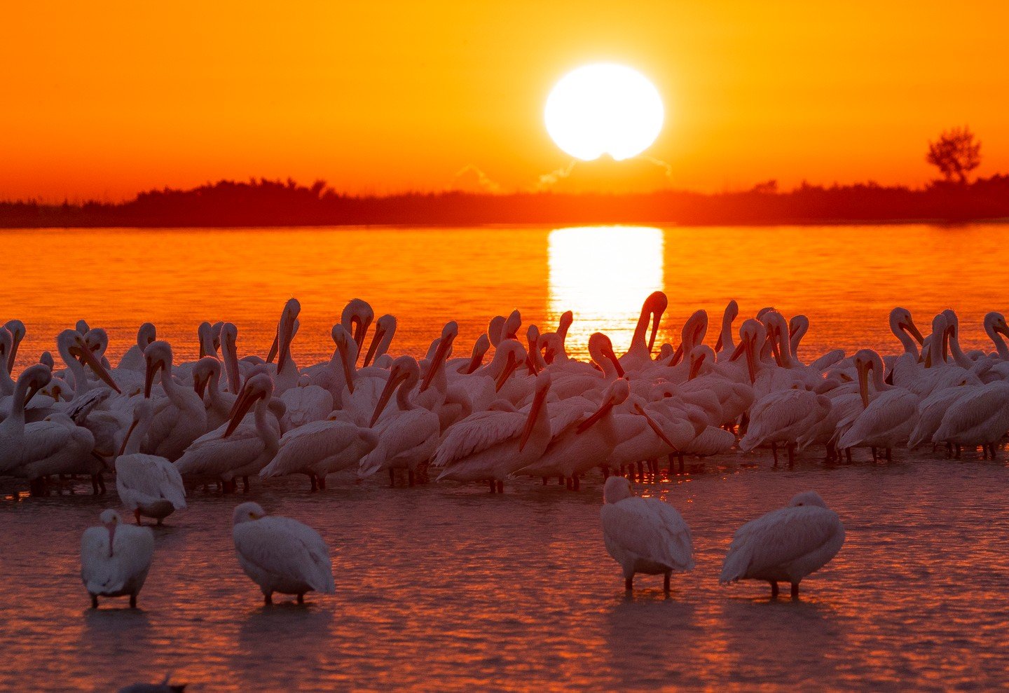 Merry Christmas, Happy Hanukkah, and Happy Kwanzaa! 💙 Whatever you may celebrate, from our Tampa Bay Watch family to yours, we wish you the happiest holiday season. 

📸: Peter Clark