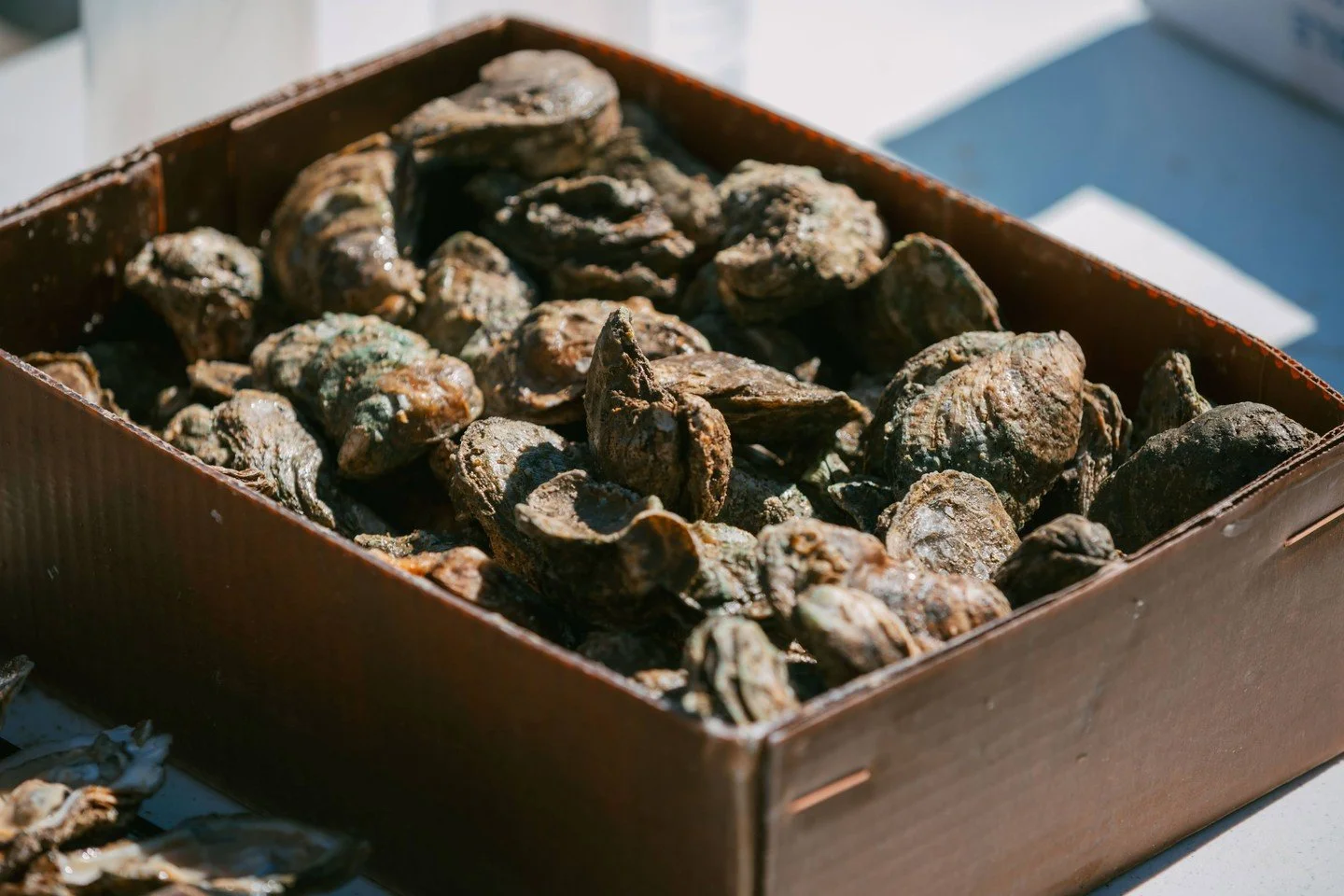 Get ready for one big SHELLibration! @frameworksoftampabay is giving away (2) Diamond Experience Tickets to the 7th Annual Tampa Oyster Fest! ($1,000 value!)

Join us at the Tampa Oyster Fest presented by the Triad Foundation on Saturday, January 10,