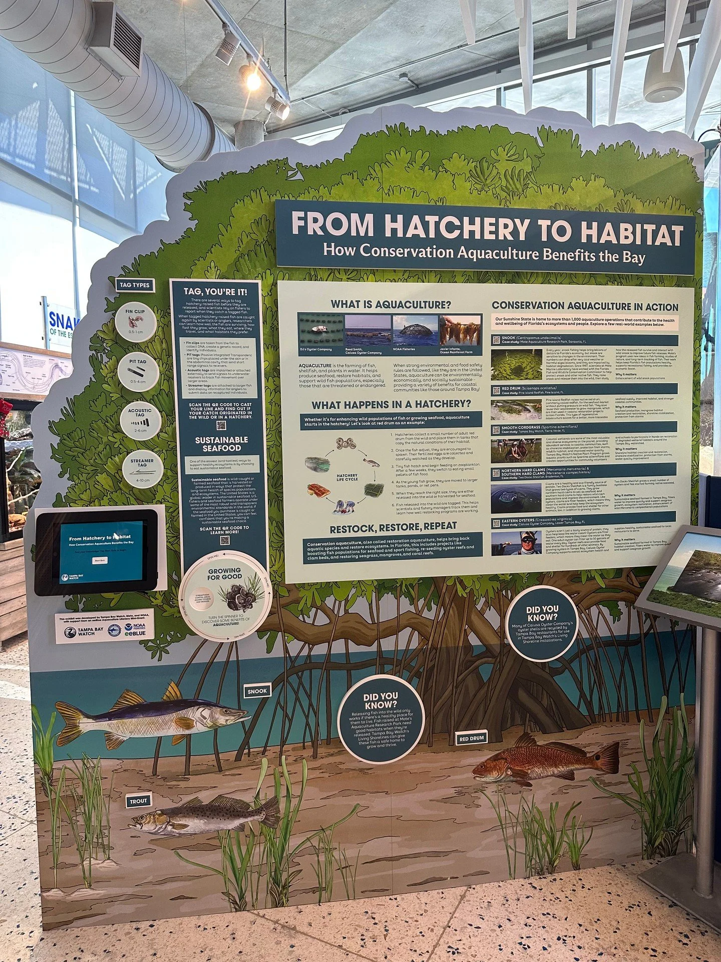 NEW! NEW! NEW! 🚨 🌊

A new exhibit is on display at the Tampa Bay Watch Disocvery Center! Be sure to stop in and check out our new Aquaculture exhibit, it is up and INTERACTIVE! 

Learn all about how conservation aquaculture benefits Tampa Bay, what
