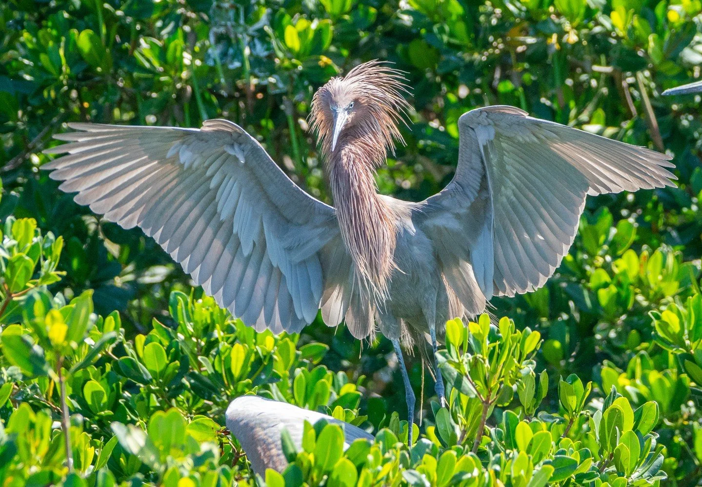 Birding on the Bay is back! 🪶 Grab your binoculars and join us Saturday, February 21st for an unforgettable birdwatching experience on the waters of Tampa Bay! This 75-minute guided boat tour offers a front-row seat to the fascinating bird species t