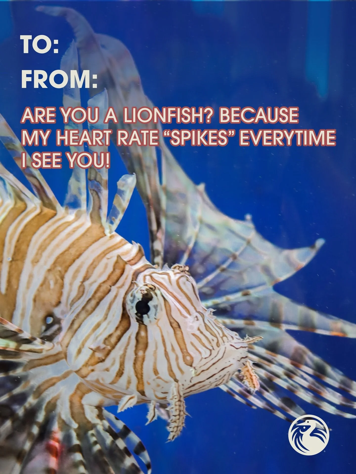 Send this to that special someone 💘😍

Valentine&rsquo;s Day is almost here and if you&rsquo;re still looking for plans that impress you have to book our Sunset Discovery Tour! Enjoy romantic views from the water of downtown as the sky changes over 