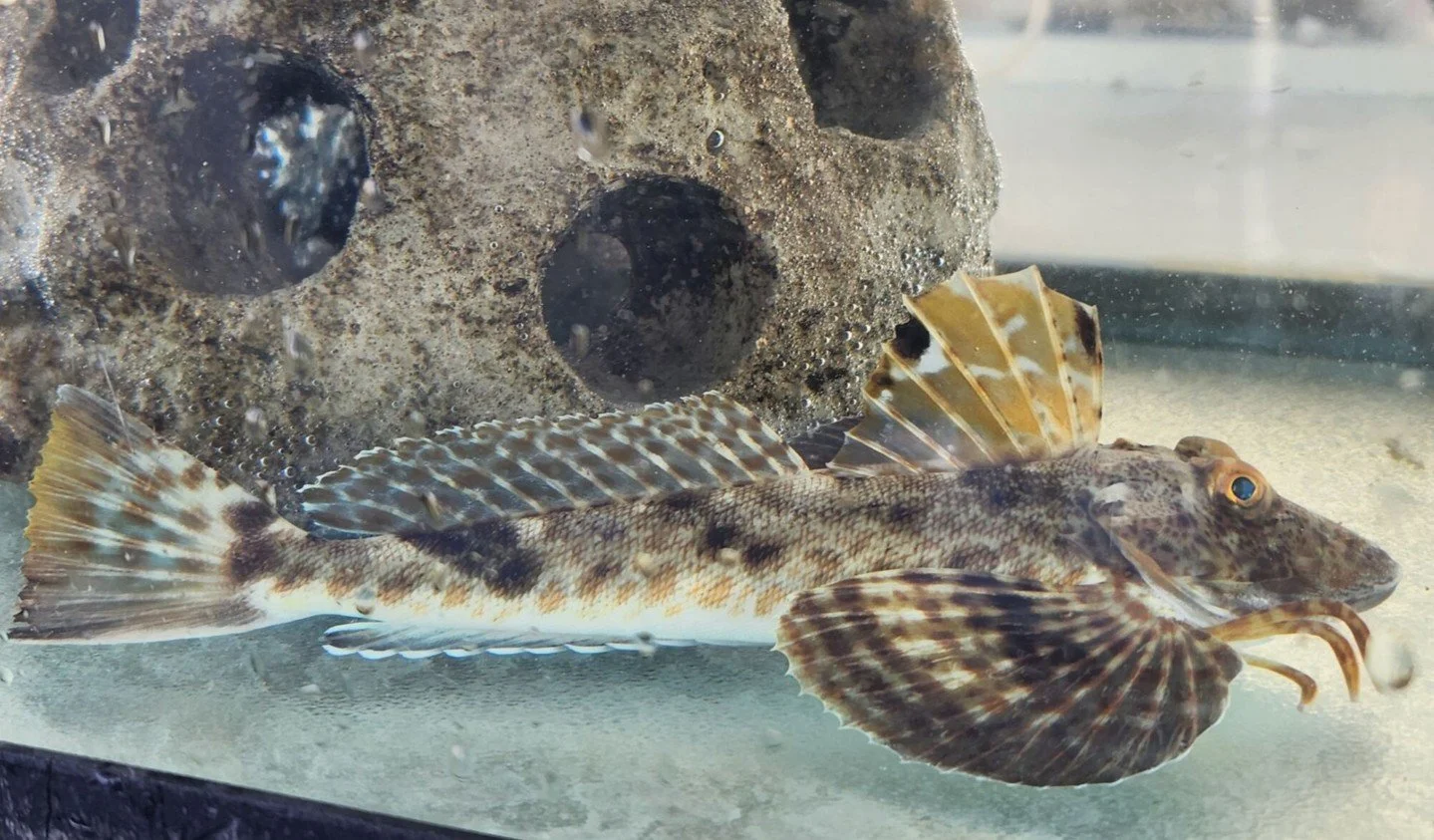 🐬 Wildlife Guarenteed! 

Join us at the Discovery Center for a wildlife boat tour and spot al sorts of creatures who call the bay home! Enjoy sailing through the waters of Tampa Bay, seeing creatures like robinfish, hermit crabs and more up-close an