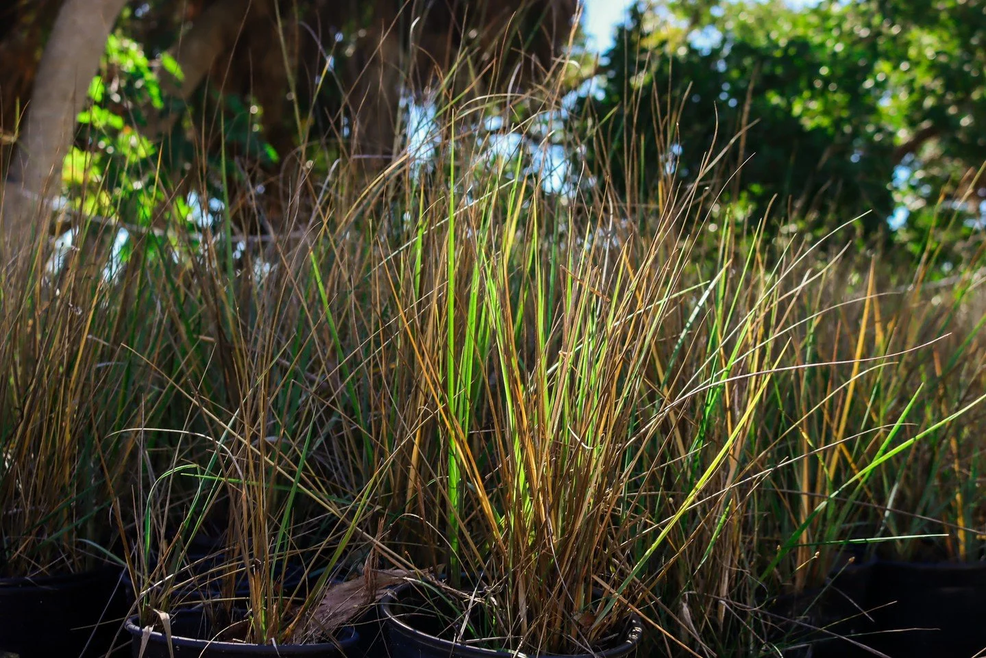 🌱 300 plants were &ldquo;recycled&rdquo; by students at LLT Academy South Bay in their nursery two weeks ago! 

Before their transplanting field trip, students harvest half of the nursery plants to be transplanted at one of our restoration sites. La