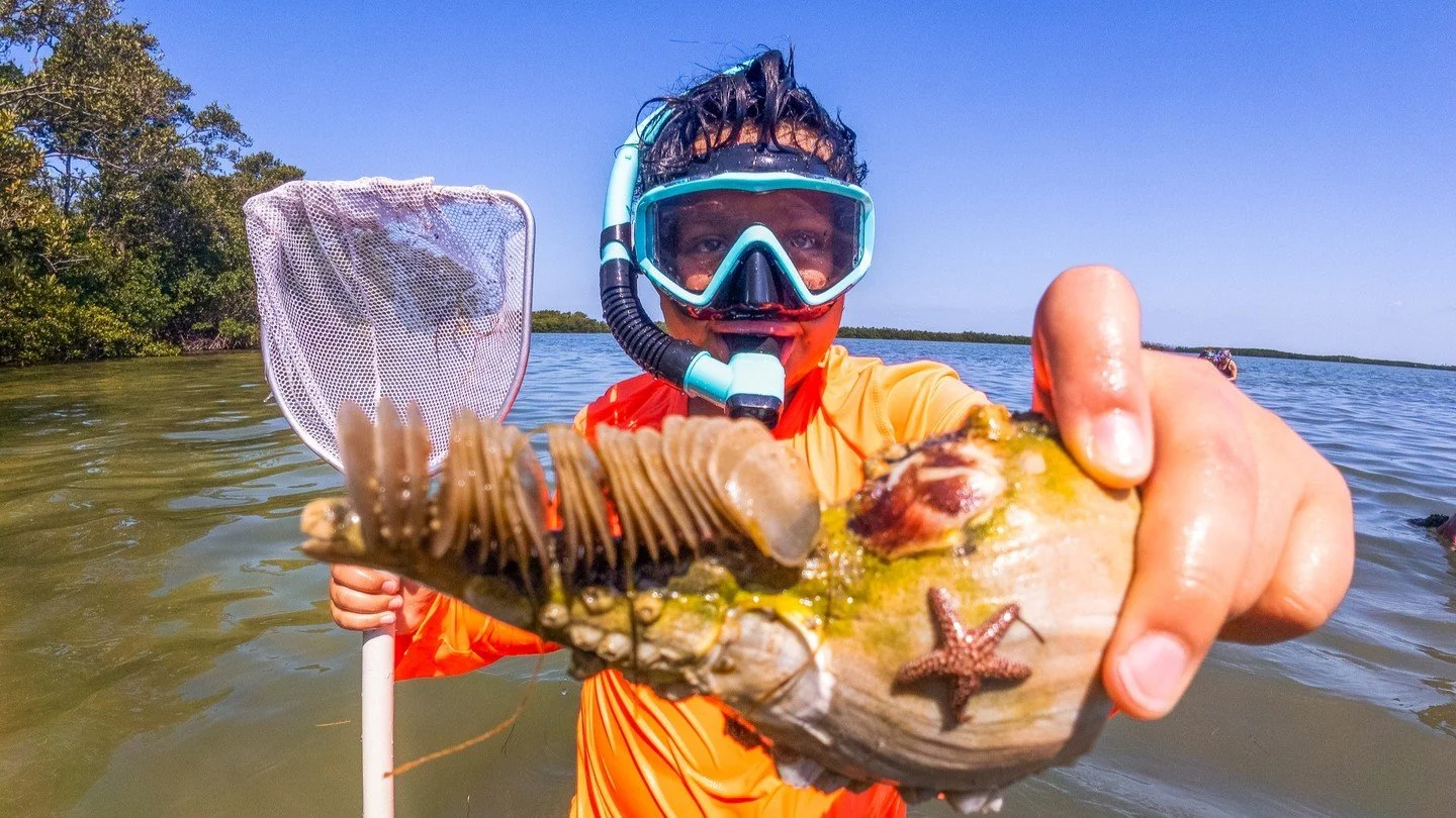 Looking for a way to cool off from the Florida summer heat? 🔥

Join us on our sandbar snorkeling excursions! Grab a dip net or borrow a mask and join our knowledgeable marine science educators to snorkel through the biodiveristy of the bay 🐟

These