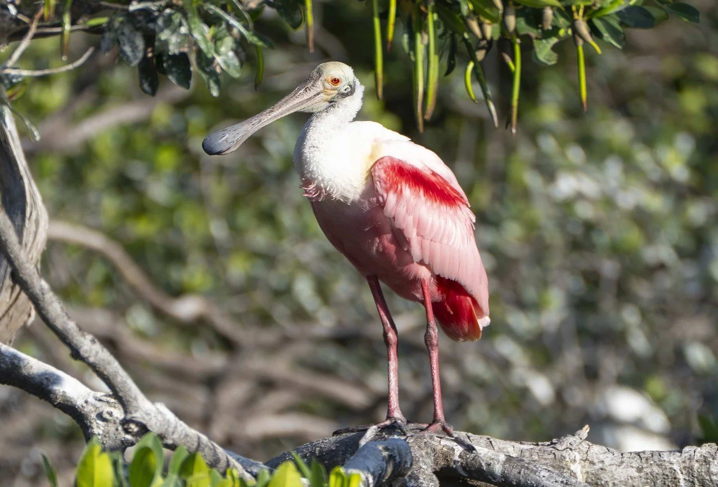 Think you know your local birds? 🐦 

Can you guess the name of every bird featured in these photos? Drop your answers in the comments and see how many you can identify! 👇

Whether you're a seasoned birder or just love spotting wildlife along Tampa 