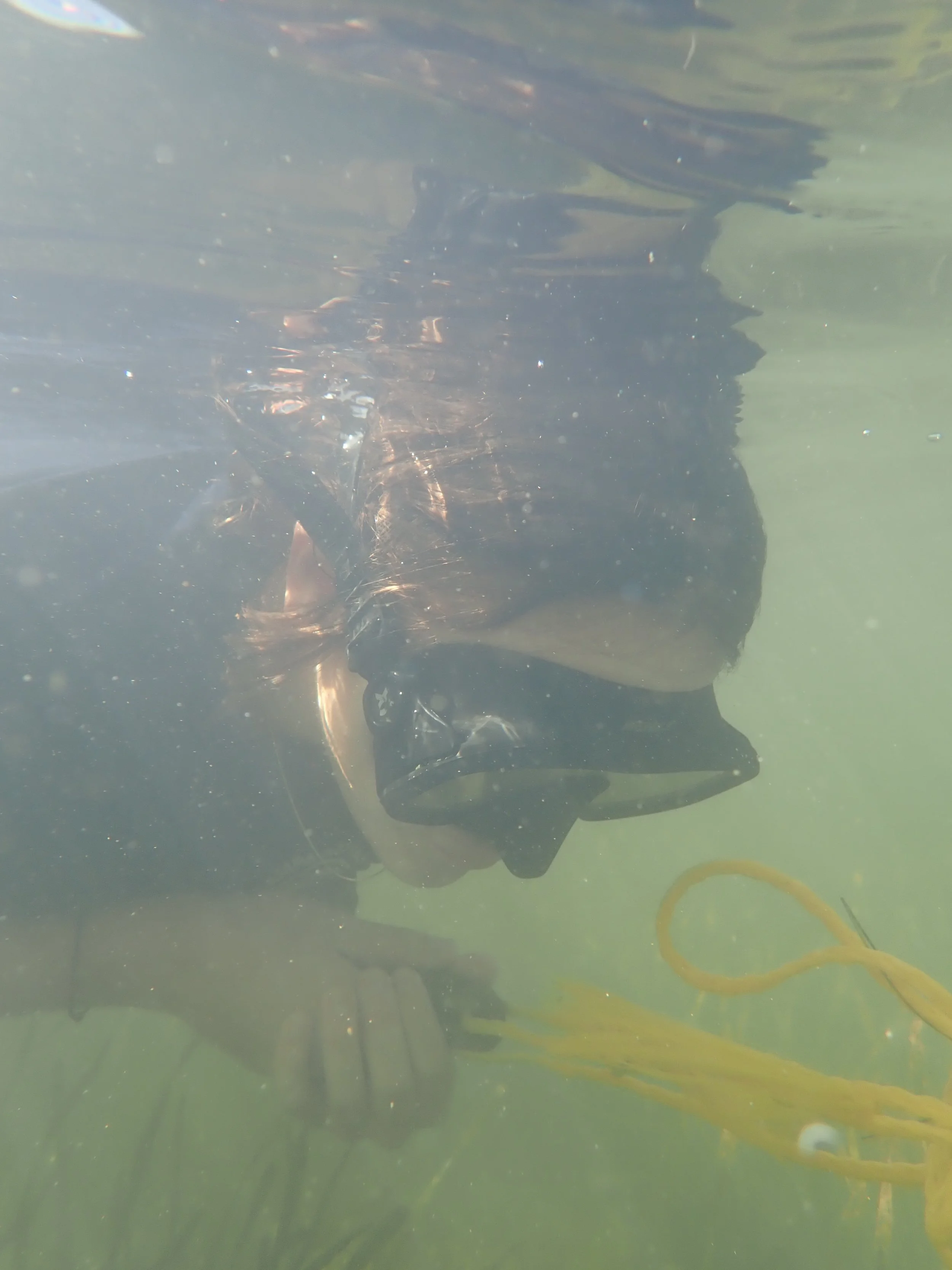 Volunteer snorkleing to find scallops for the Tampa Bay Watch Great By Scallop Search