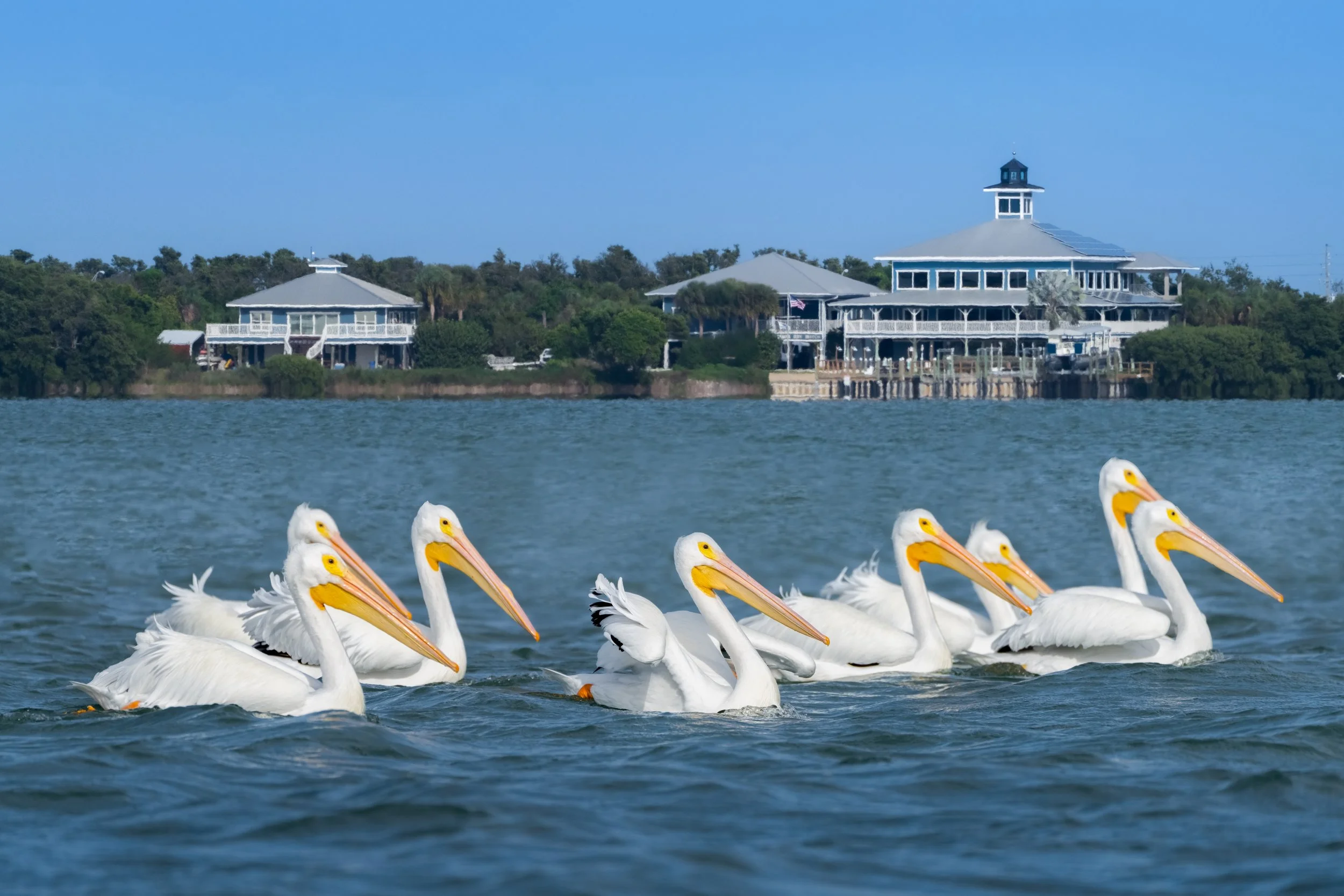 Tampa Bay Watch Tierra Verde Florida Lighthouse