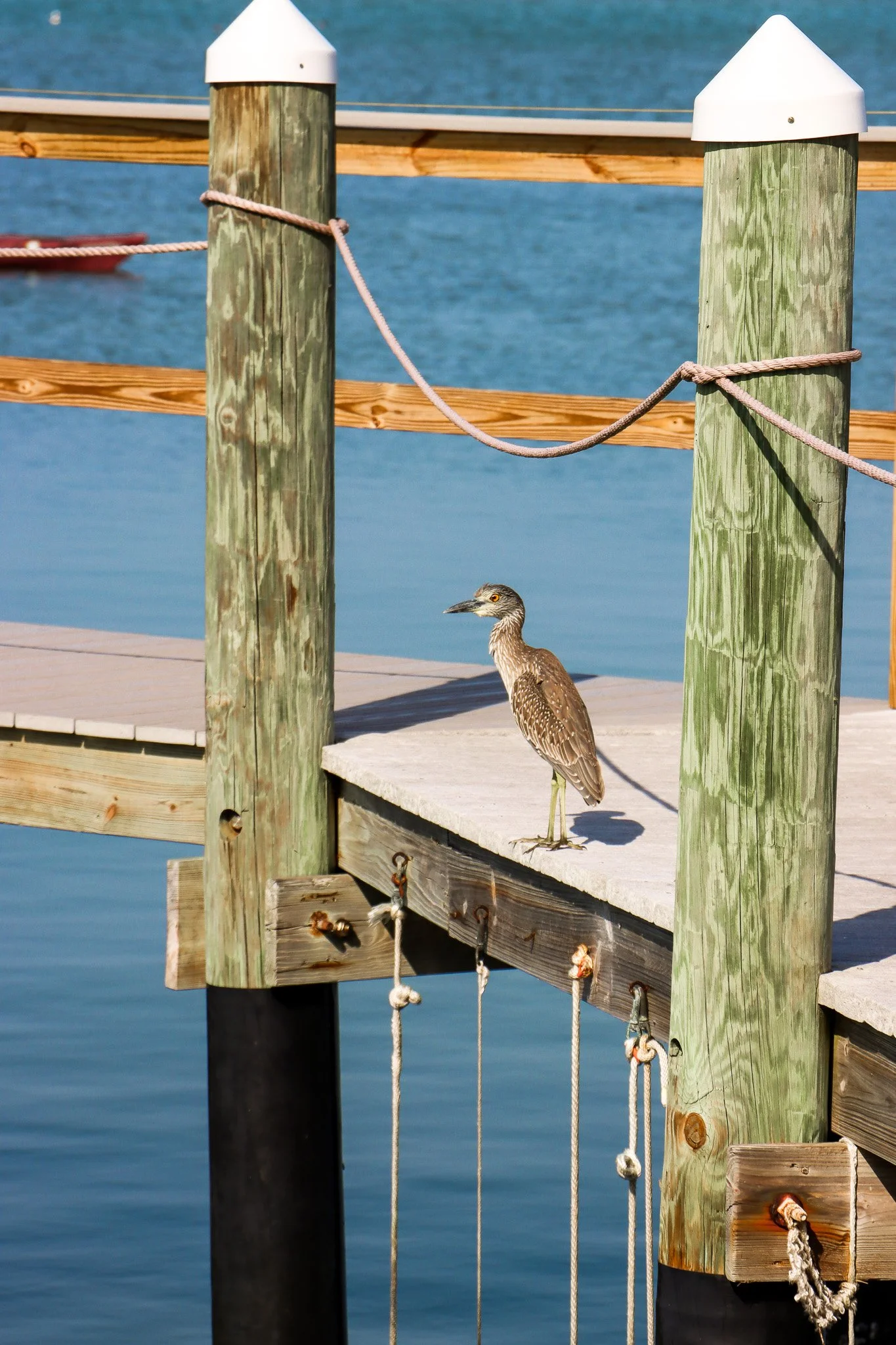 Baby Heron on dock with VOGs