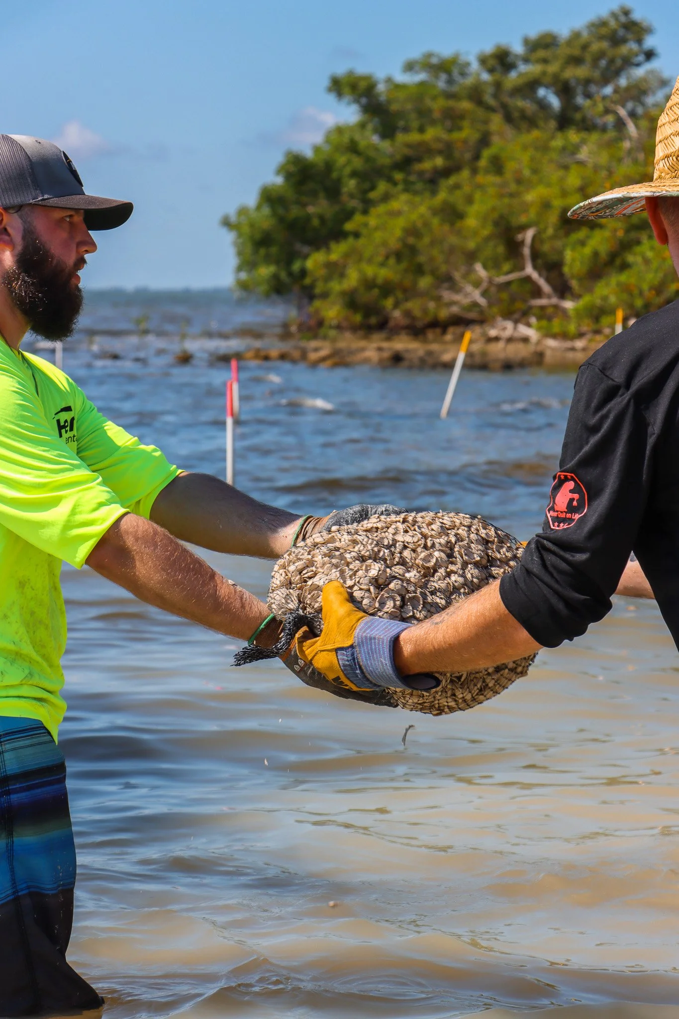 Hands on volunteer opportunities in Florida, build living shorelines to help coastal erosion control