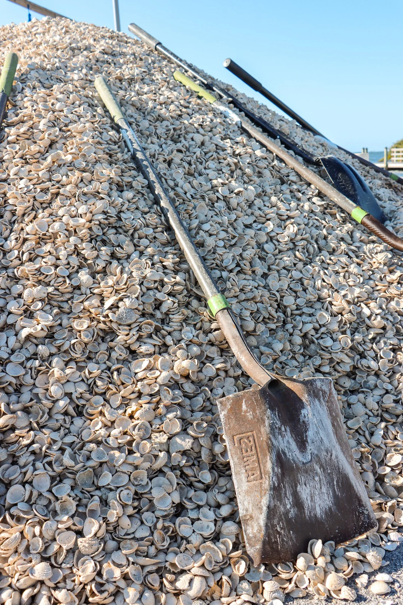 Dried recycled oyster shells ready to be used in volunteer projects for Tampa Bay Watch