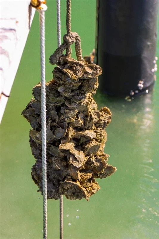 Vertical Oyster Garden VOG developed off Dock