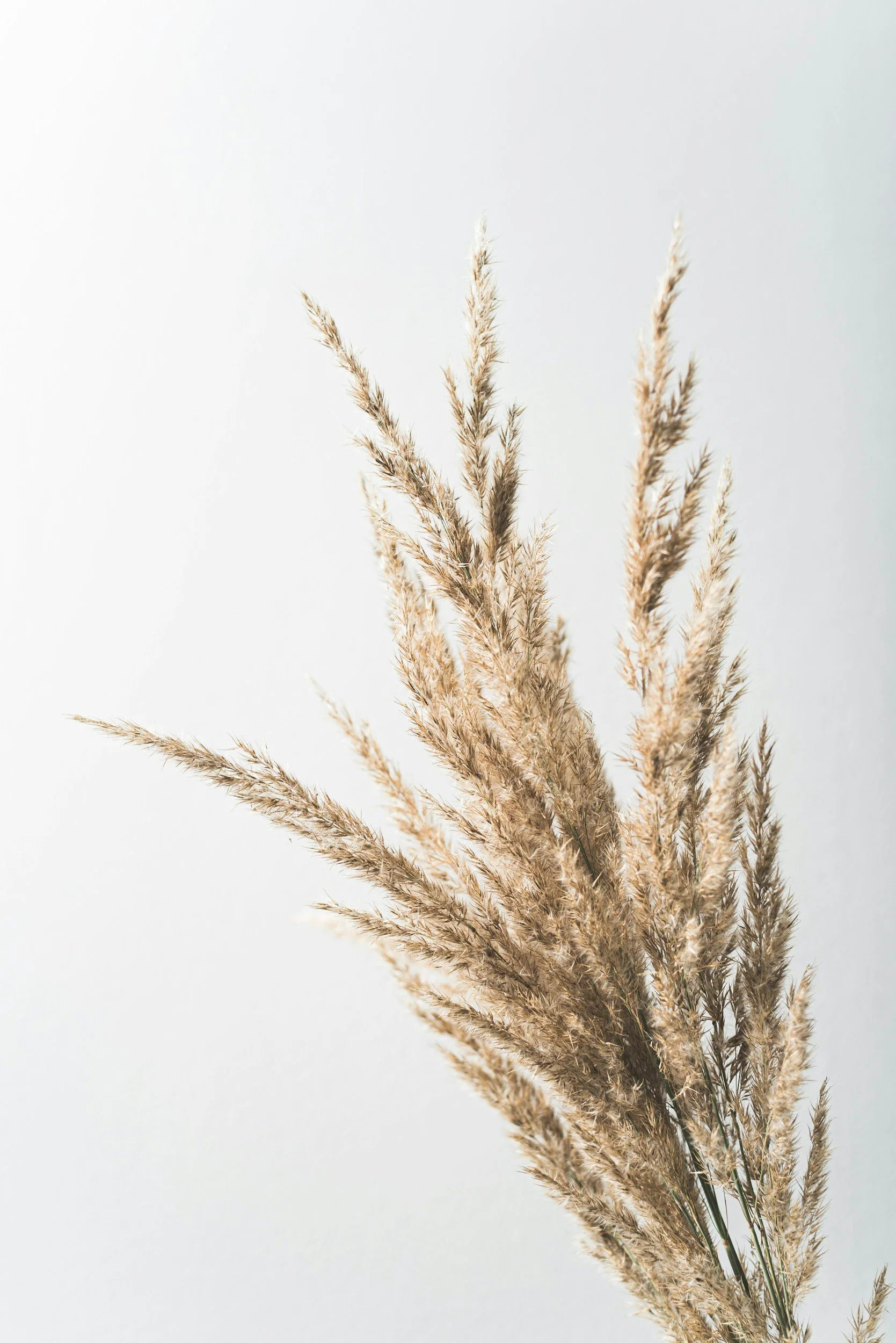 Dry beige and brown ornamental grass stems against a plain light background.