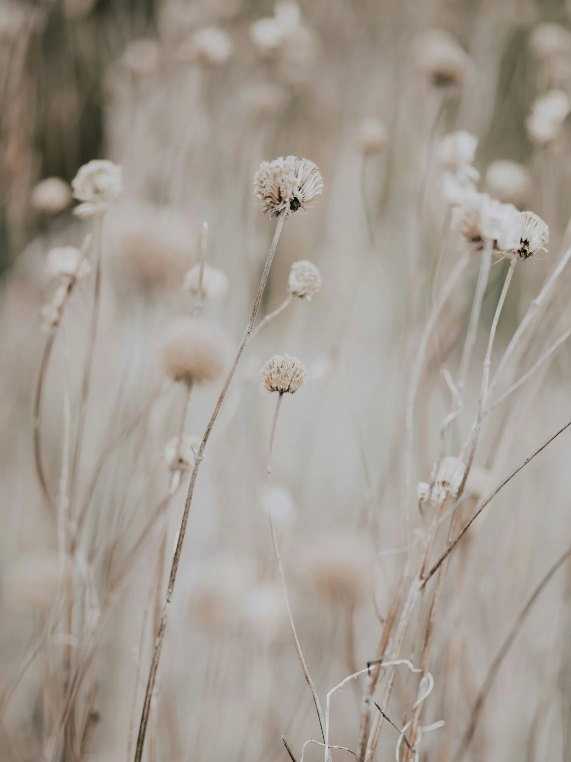 Dried wildflowers in muted beige tones in a field.