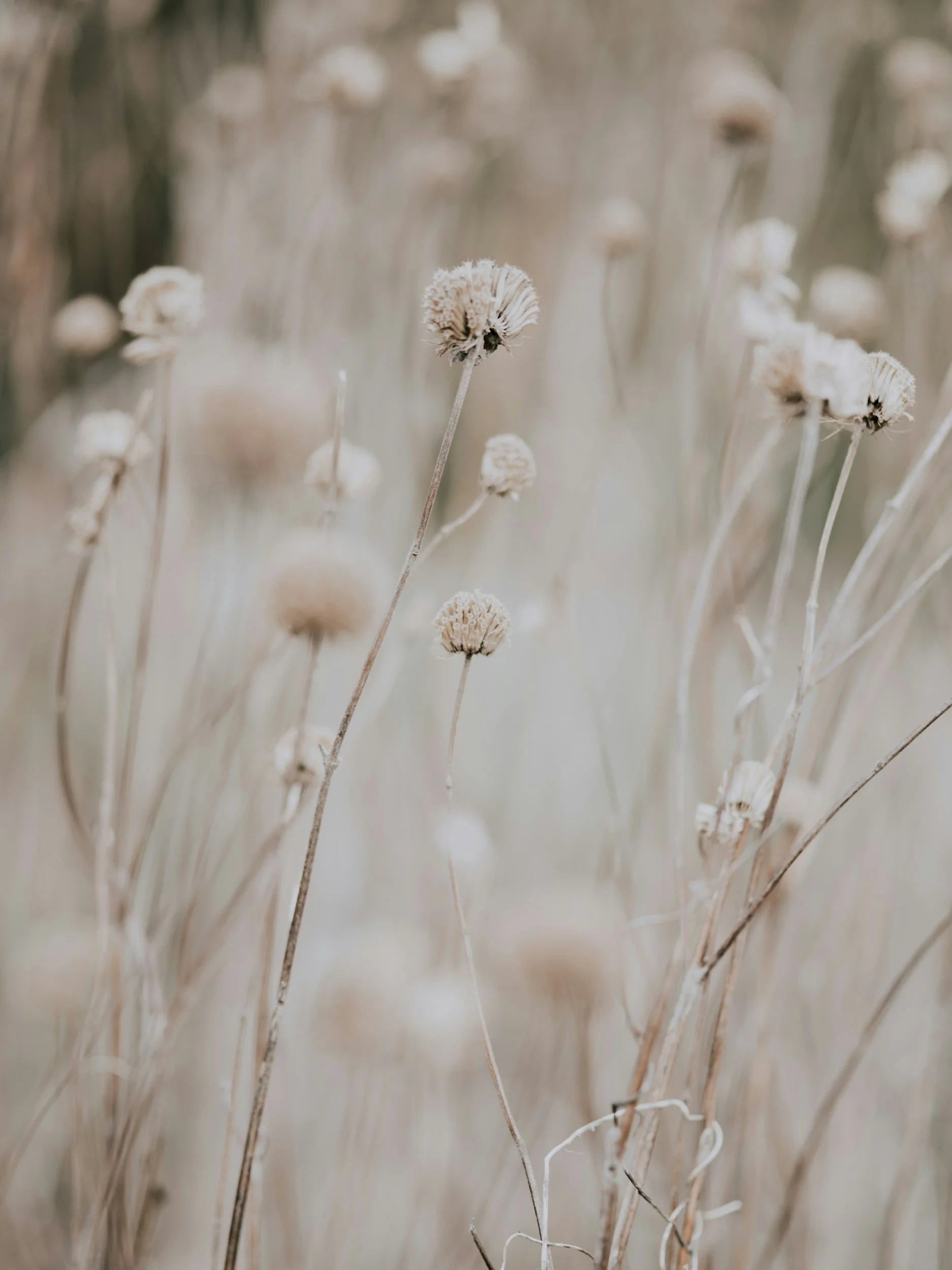Dried beige wildflowers with long stems in a field.