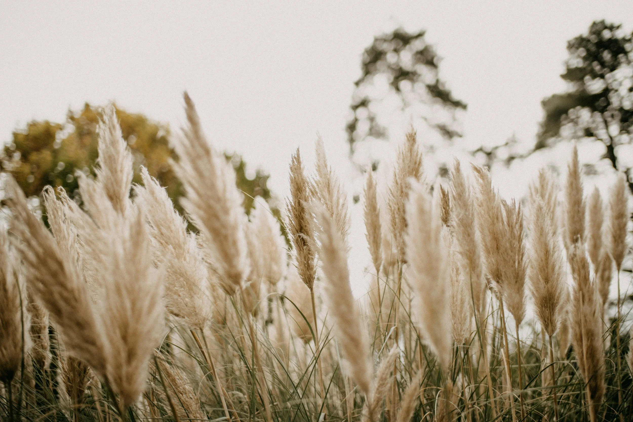 Close-up of tall, beige pampas grass with blurred trees in the background.