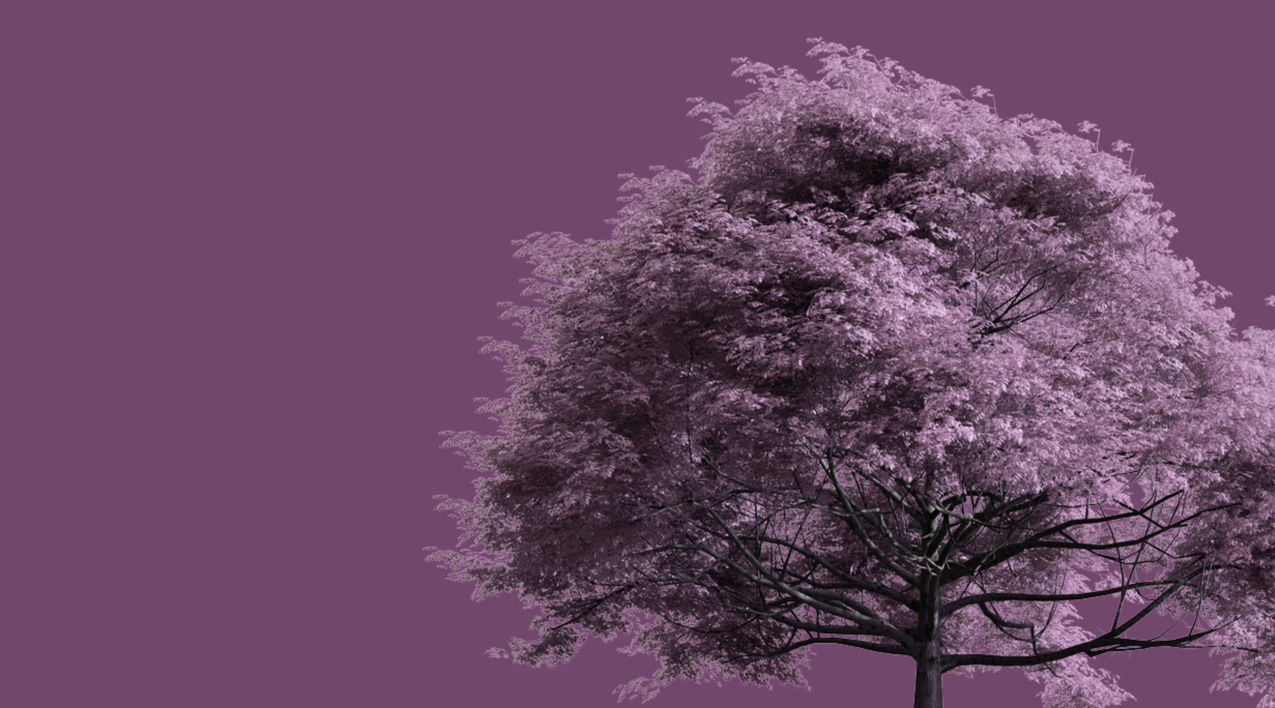 Reimagining a Brand for a Legacy Organization