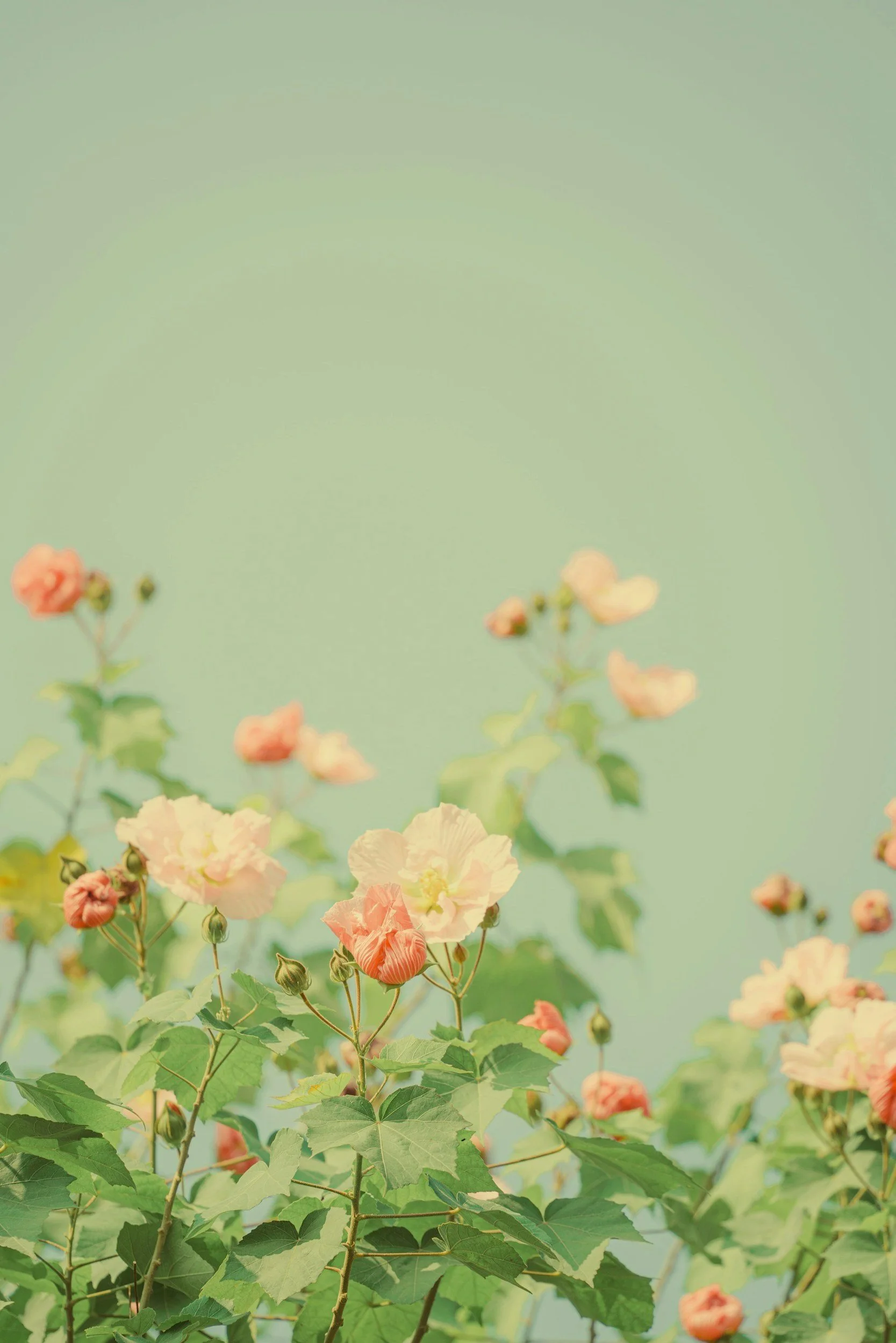 Peach and cream-colored flowers blooming on green leafy bushes against a muted green background.