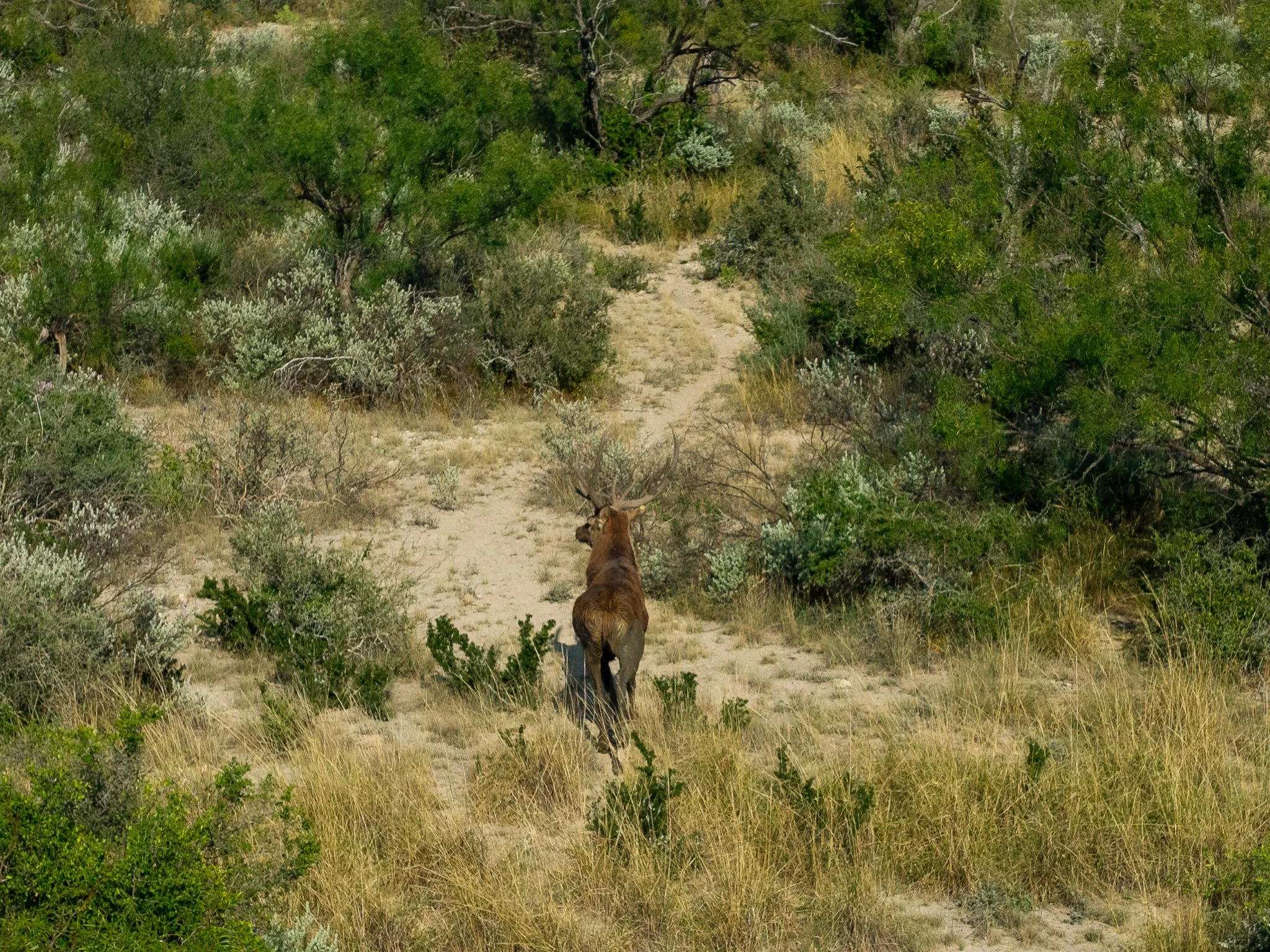 Blue_Rooster_Ranch-33.jpg
