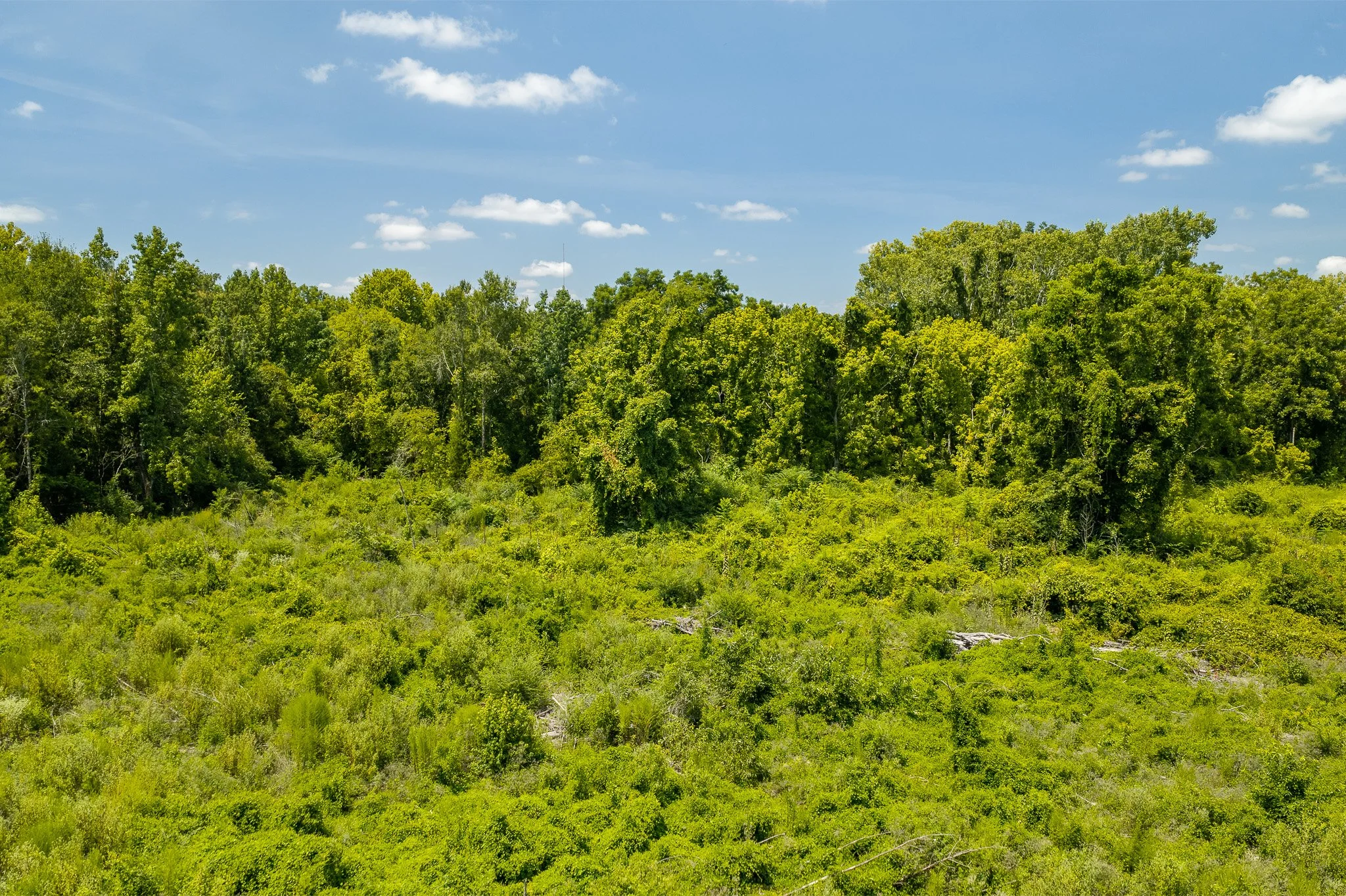woodville-14.jpg