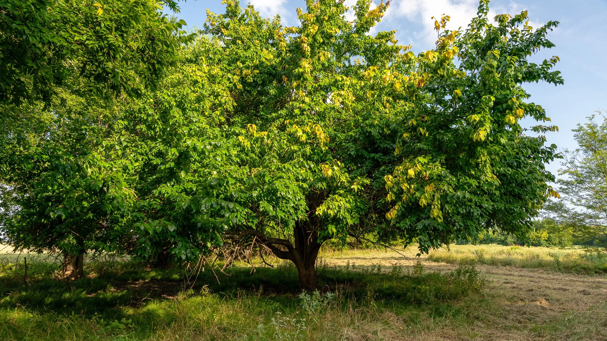 landscape-ground-summerdale--16.jpg