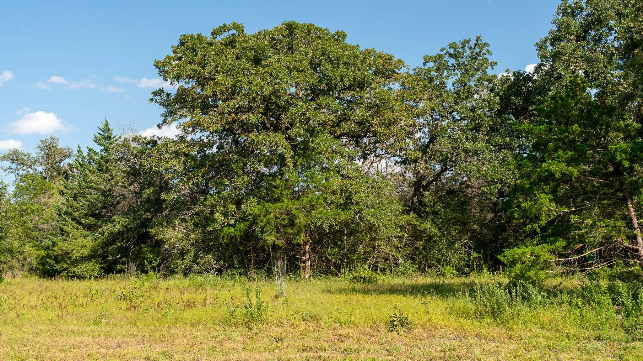 landscape-crestwood-72.jpg