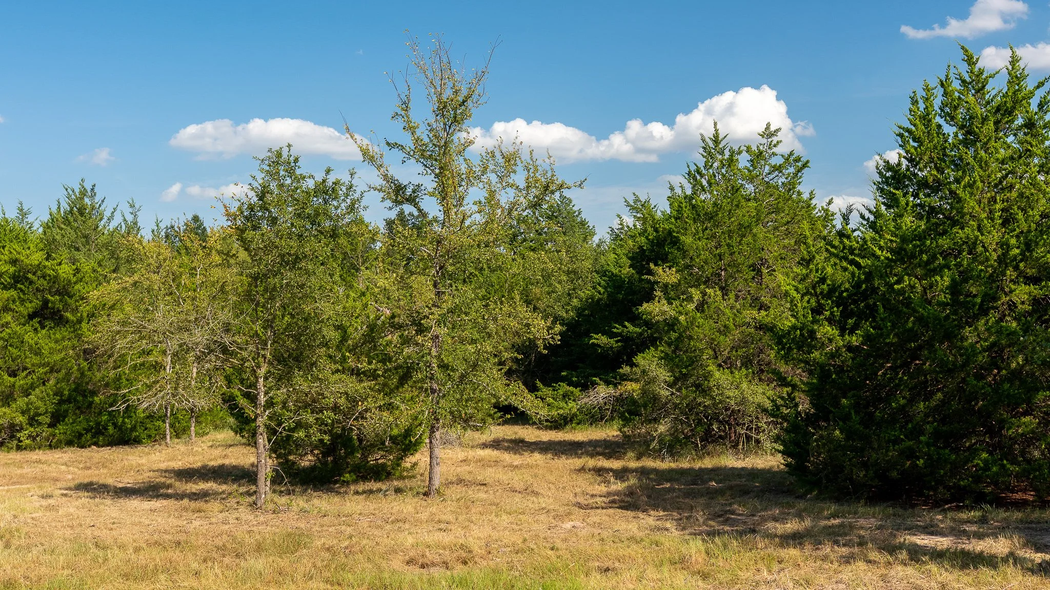 landscape-crestwood-47.jpg
