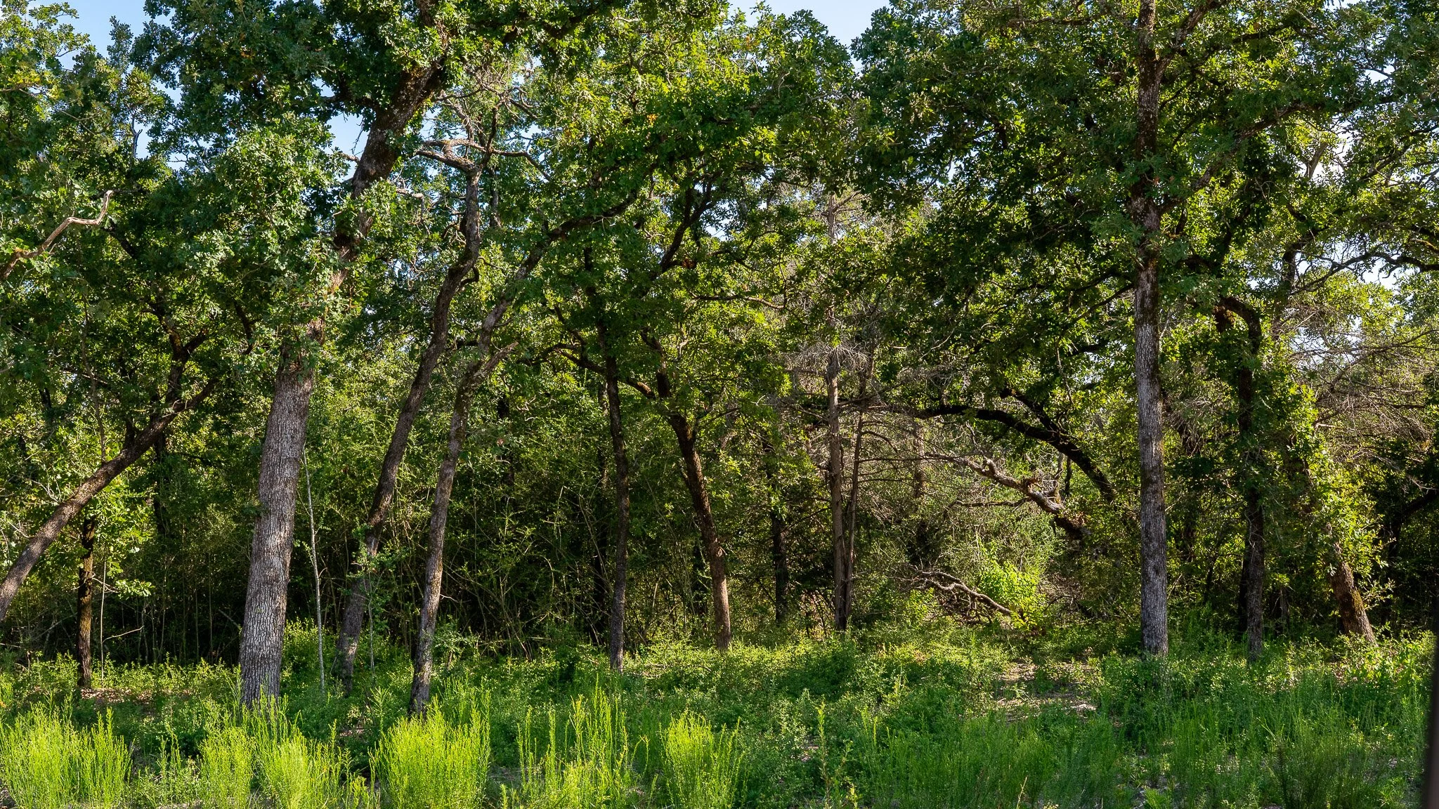 landscape-crestwood-59.jpg
