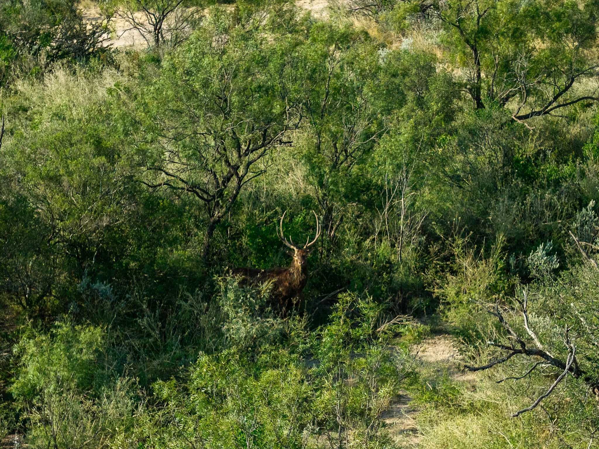 Blue_Rooster_Ranch-34.jpg