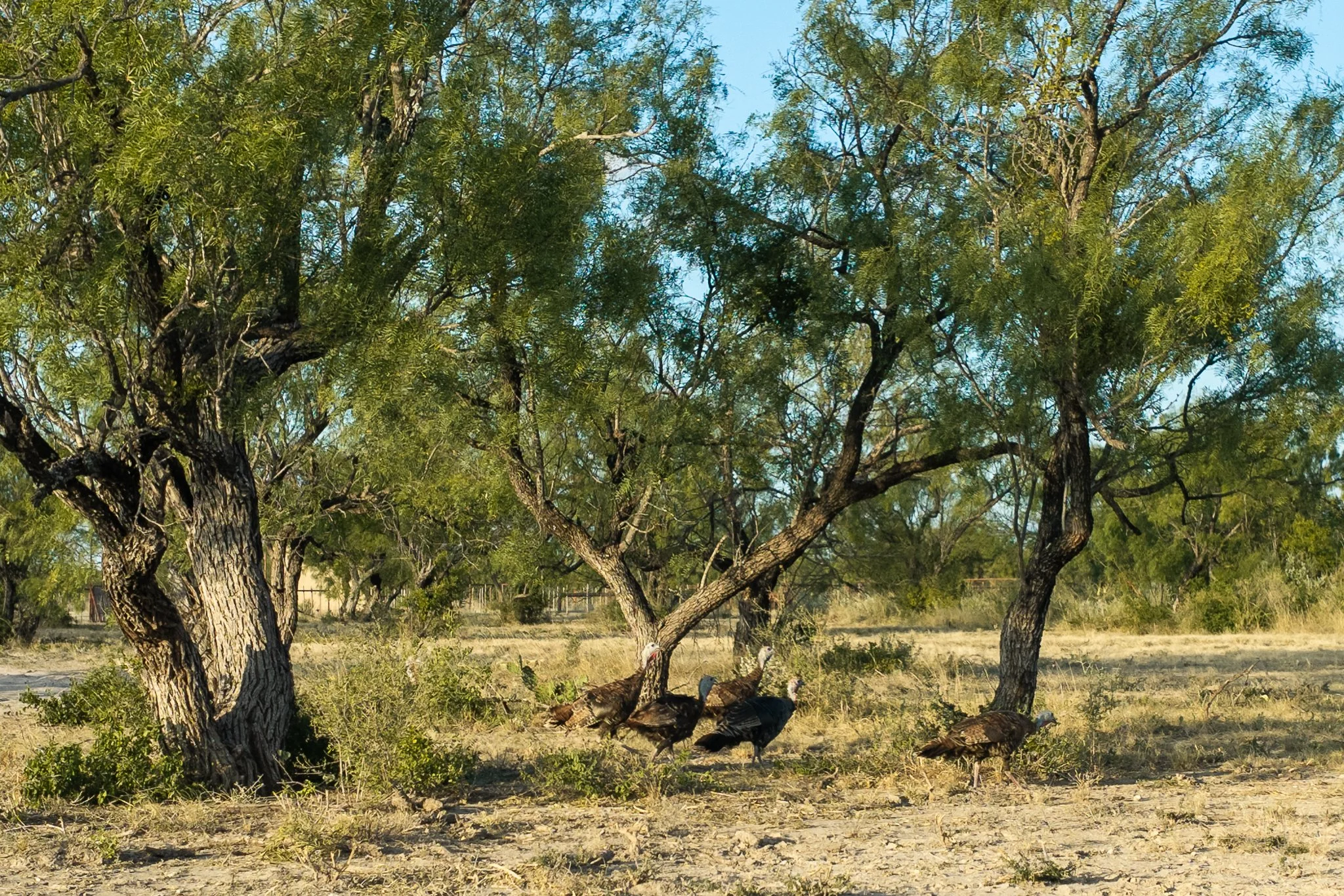 Blue_Rooster_Ranch-61.jpg