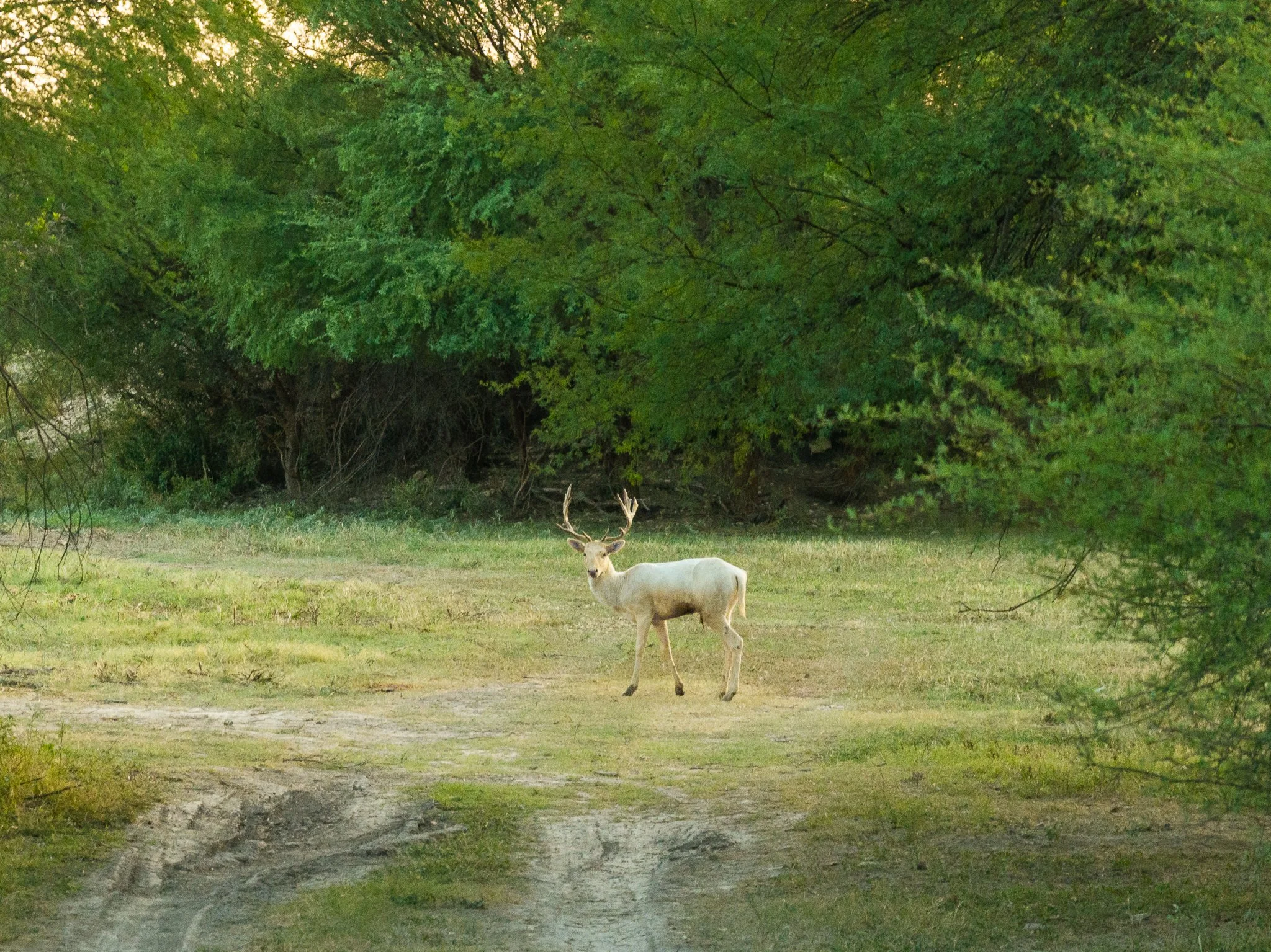 Blue_Rooster_Ranch-78.jpg
