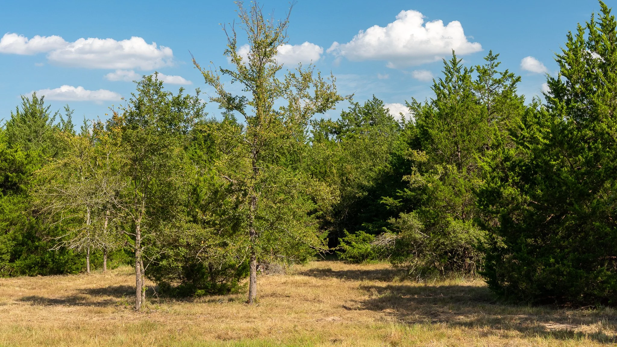 landscape-crestwood-55.jpg
