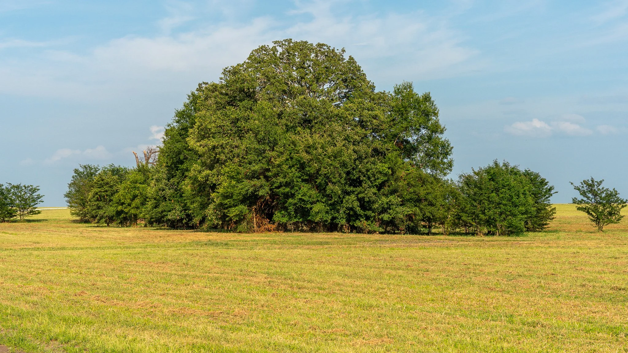 landscape-ground-summerdale-03008.jpg