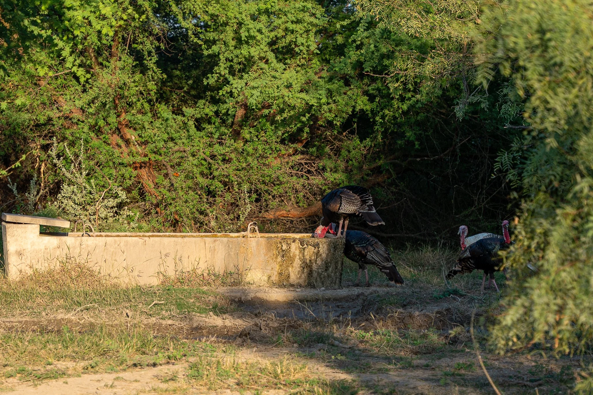 Blue_Rooster_Ranch-16.jpg