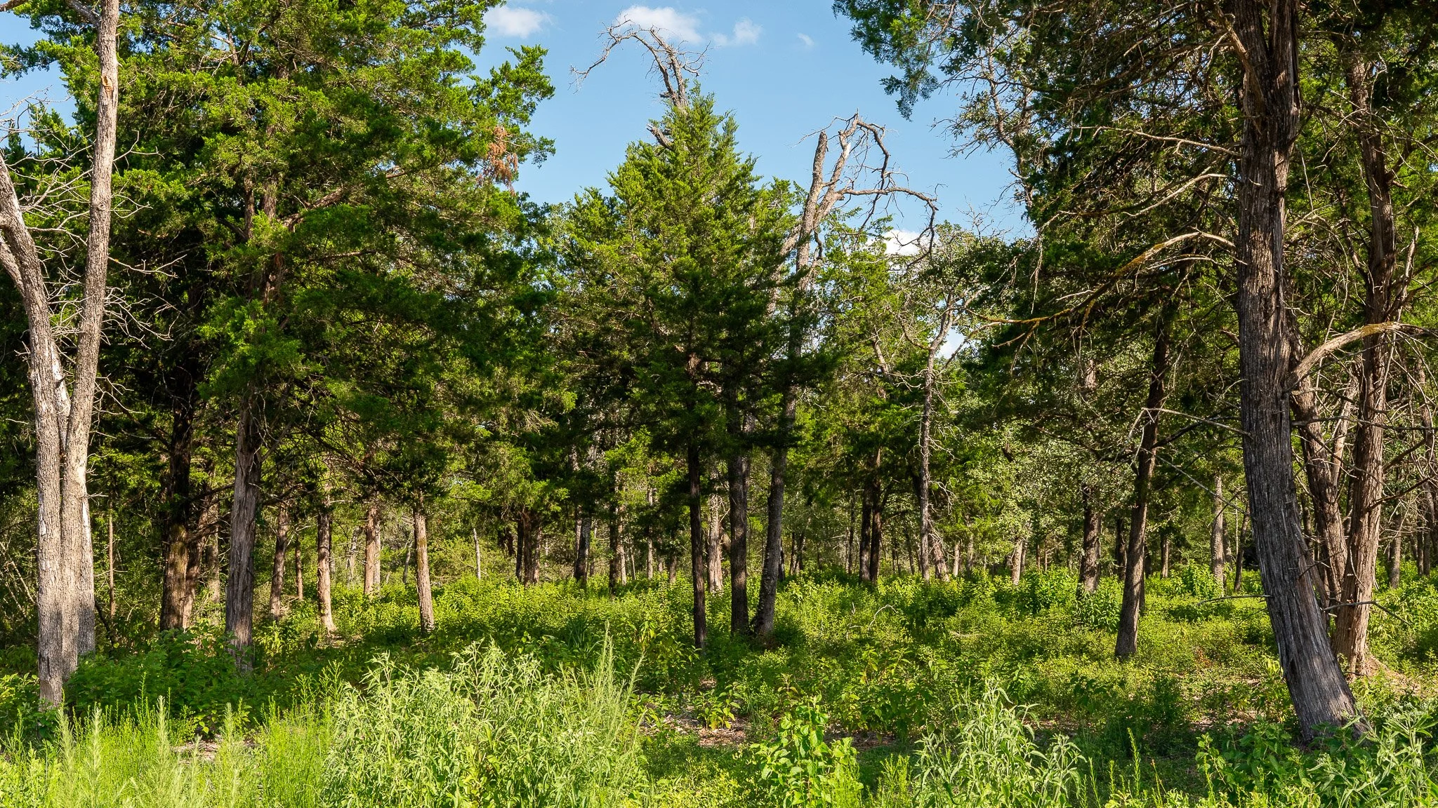 landscape-crestwood-56.jpg