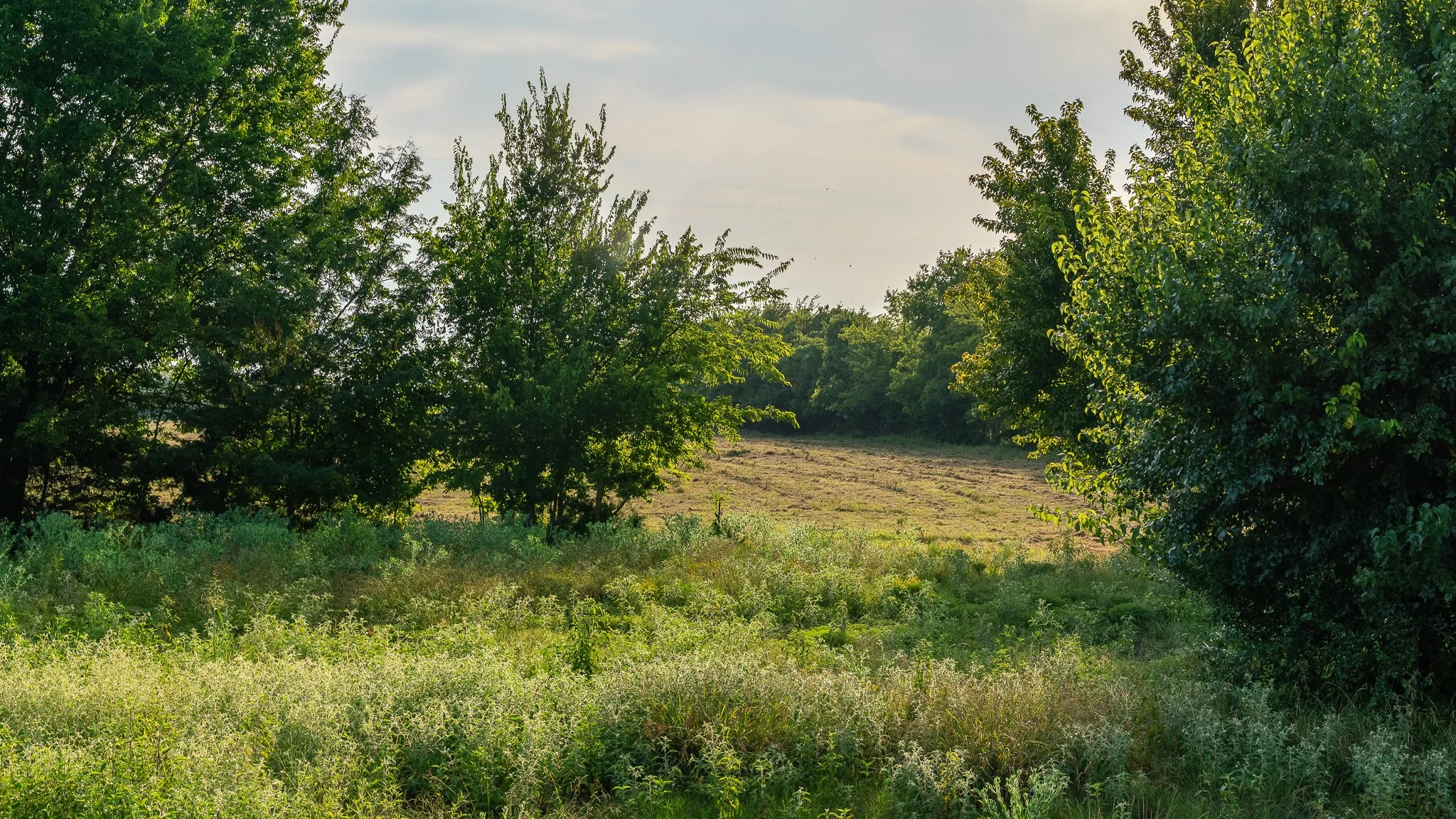 landscape-ground-summerdale--20.jpg