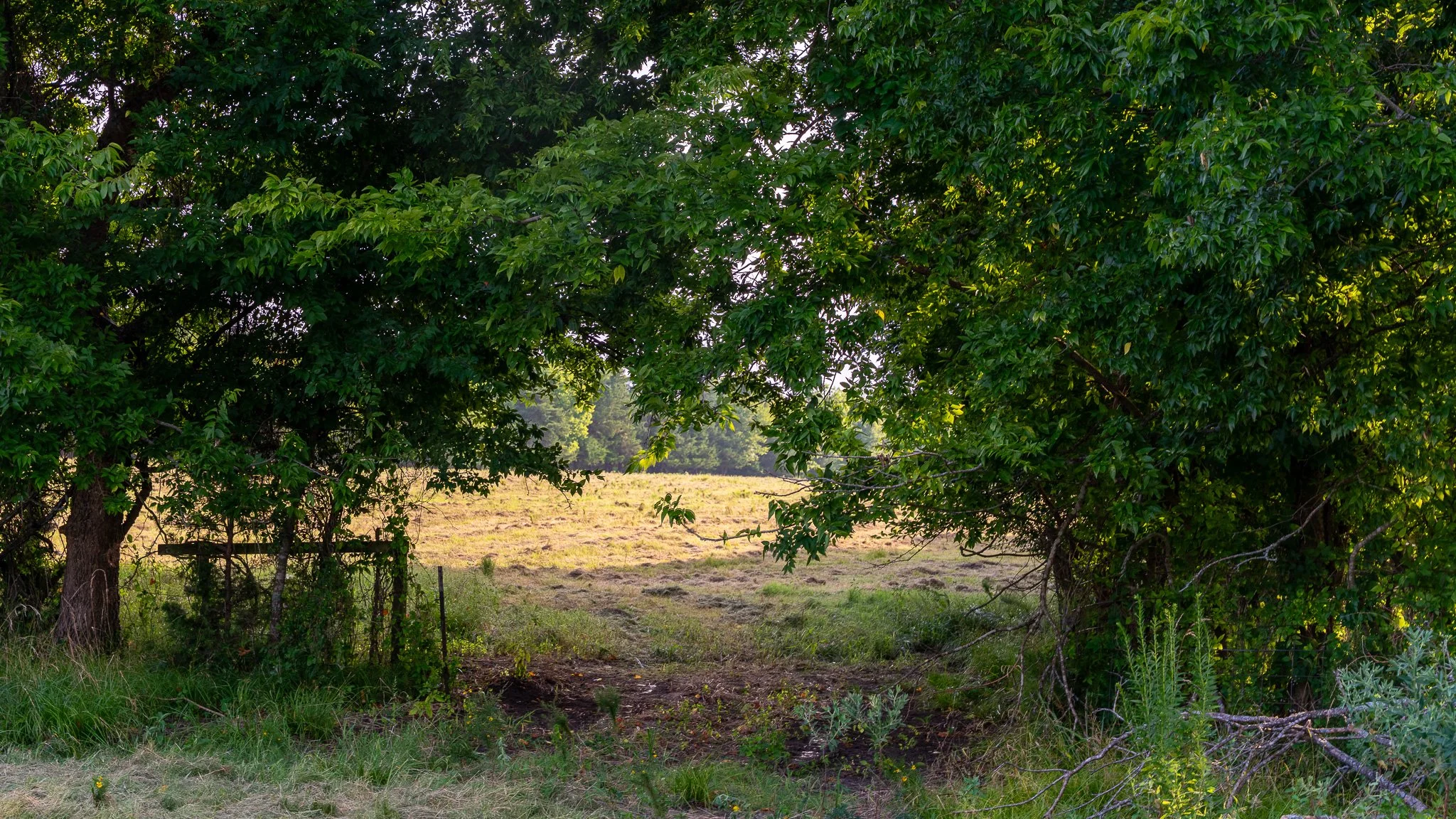 landscape-ground-summerdale--19.jpg