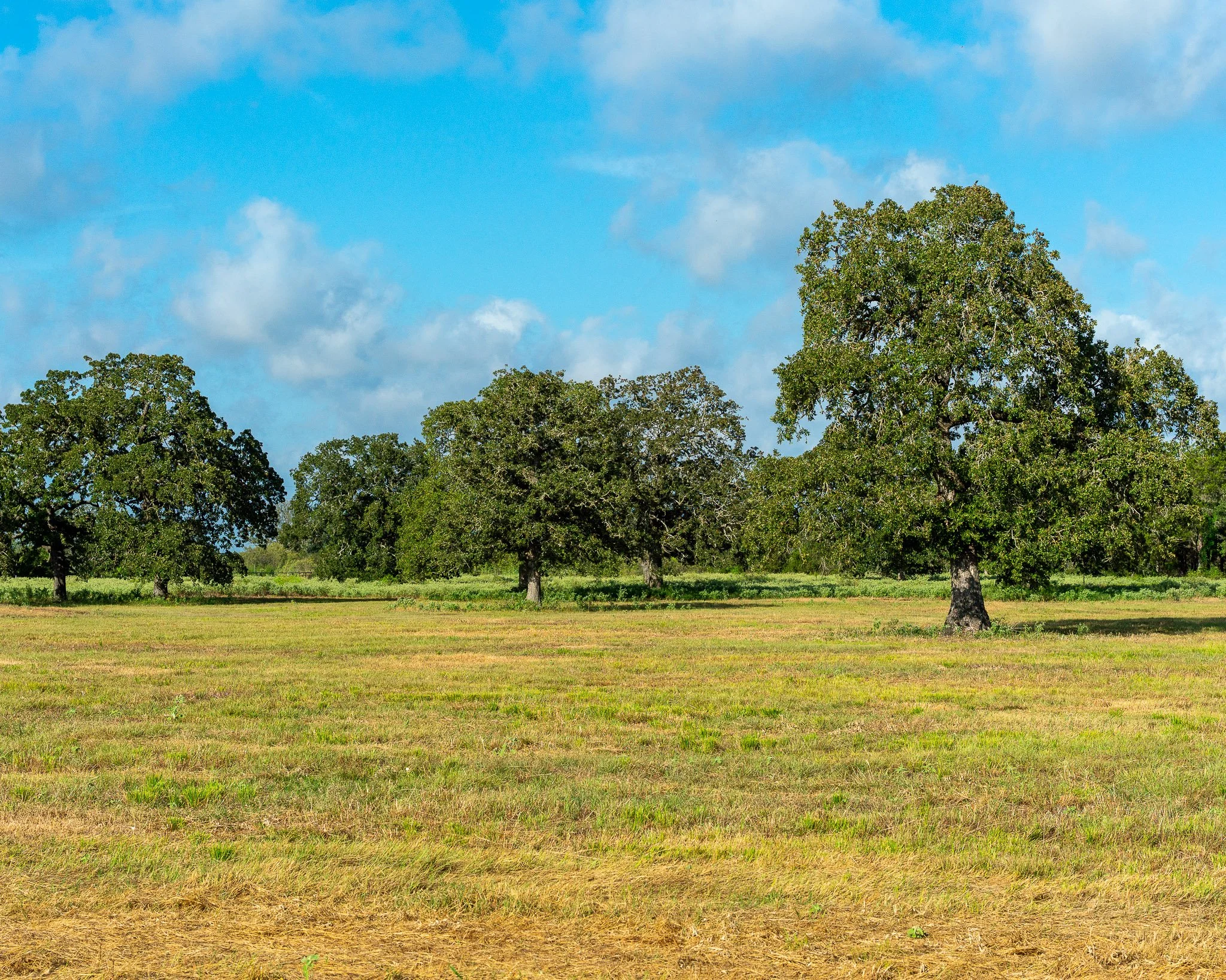 portrait-smithville-2.jpg