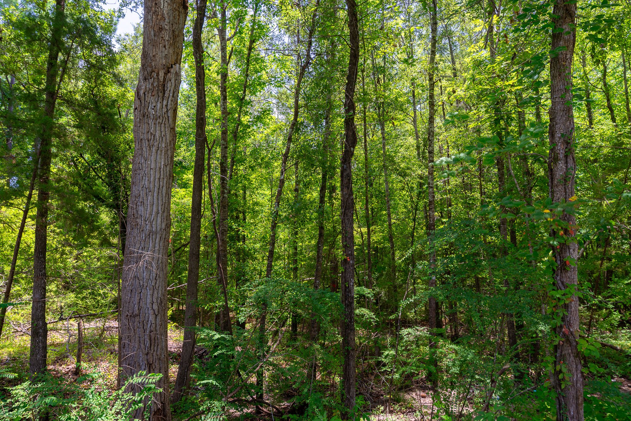 woodville-94.jpg